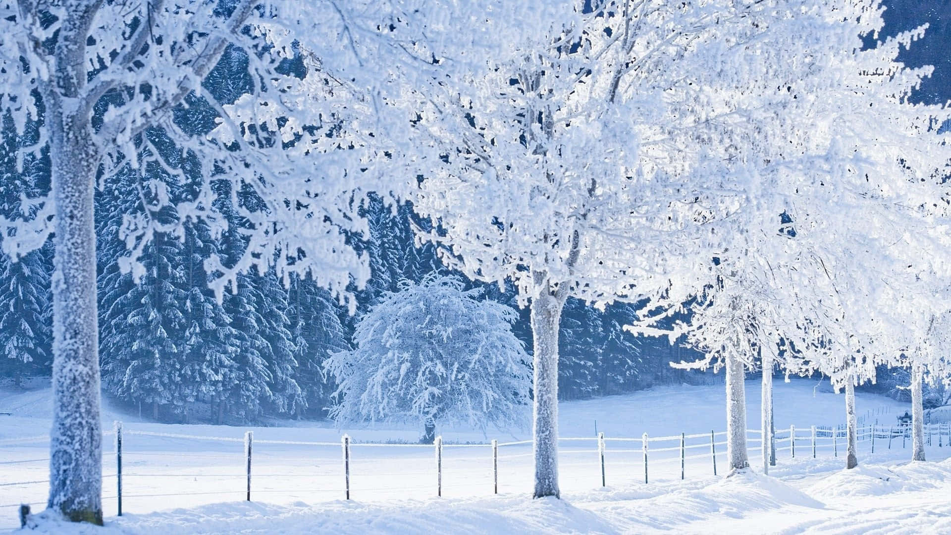 Winter Trees 桌布 壁紙 — 白雪覆蓋著結霜的樹木和籬笆，在明亮的藍天下寧靜的冬季森林。