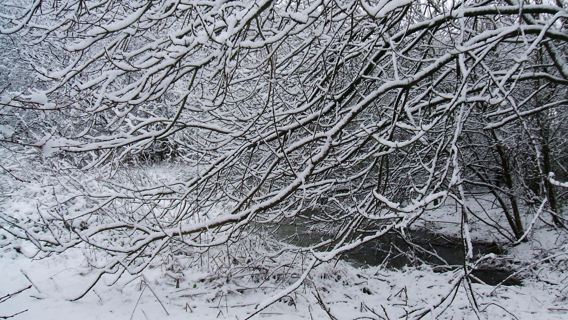 Snow Tree. 壁紙 — 白雪覆蓋著纏繞的裸露樹枝，在寂靜的冬季森林中拱起在一條黑暗流淌的小溪上。