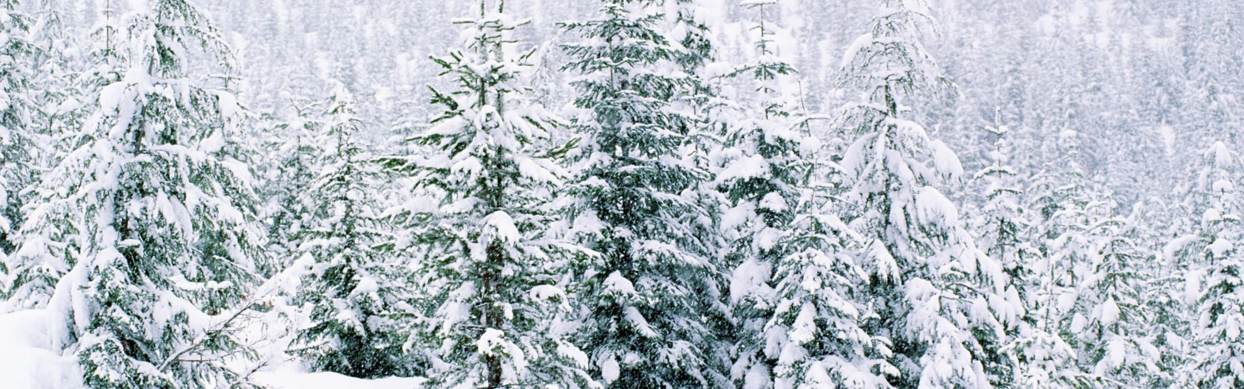 2560x800 桌布 壁紙 — 白雪覆蓋著茂密的常青樹，在柔和的灰色天空下，一片寧靜的冬季森林。