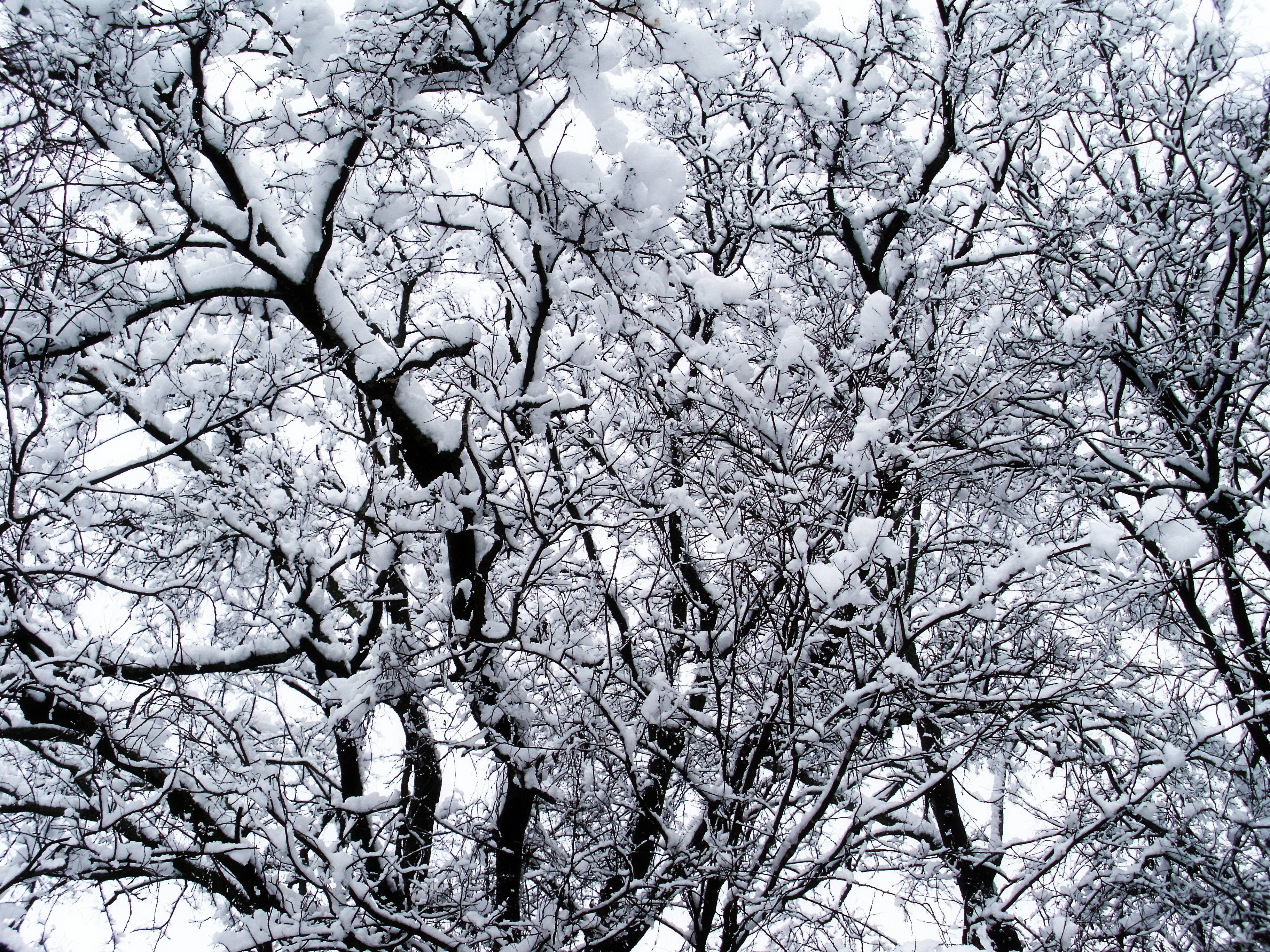 冬天 桌布 壁紙 — 白雪覆蓋著錯綜複雜的裸露樹枝，映襯著蒼白的冬日天空，形成一幅單色調的嚴峻景象。