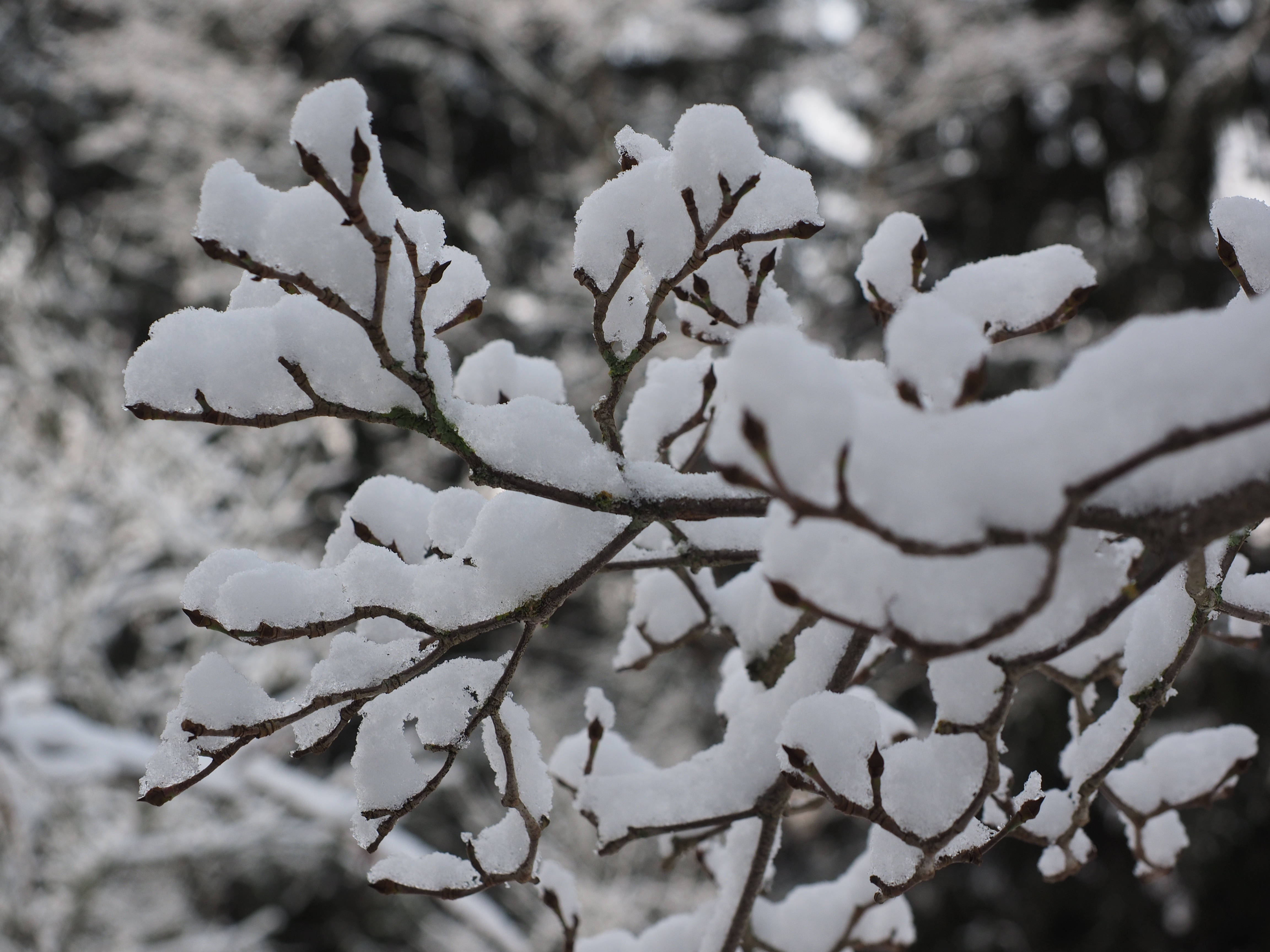 雪景 桌布 壁紙 — 白雪覆蓋著錯綜複雜的裸露樹枝，營造出背景柔和的清晰冬日景象。