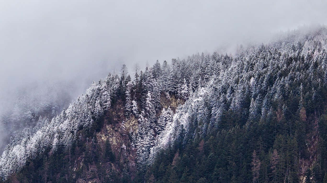Beautiful Winter 桌布 壁紙 — 白雪覆蓋著陰天下一片霧濛濛的山坡上的常青樹。