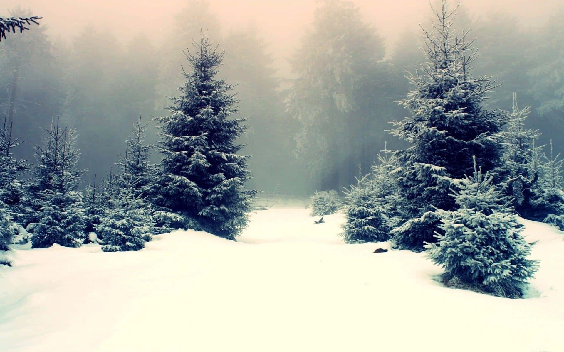 Snowy Forest 桌布 壁紙 — 白雪覆蓋著霧氣瀰漫的冬季森林中的常綠樹，柔和散射的光線穿過霧氣。