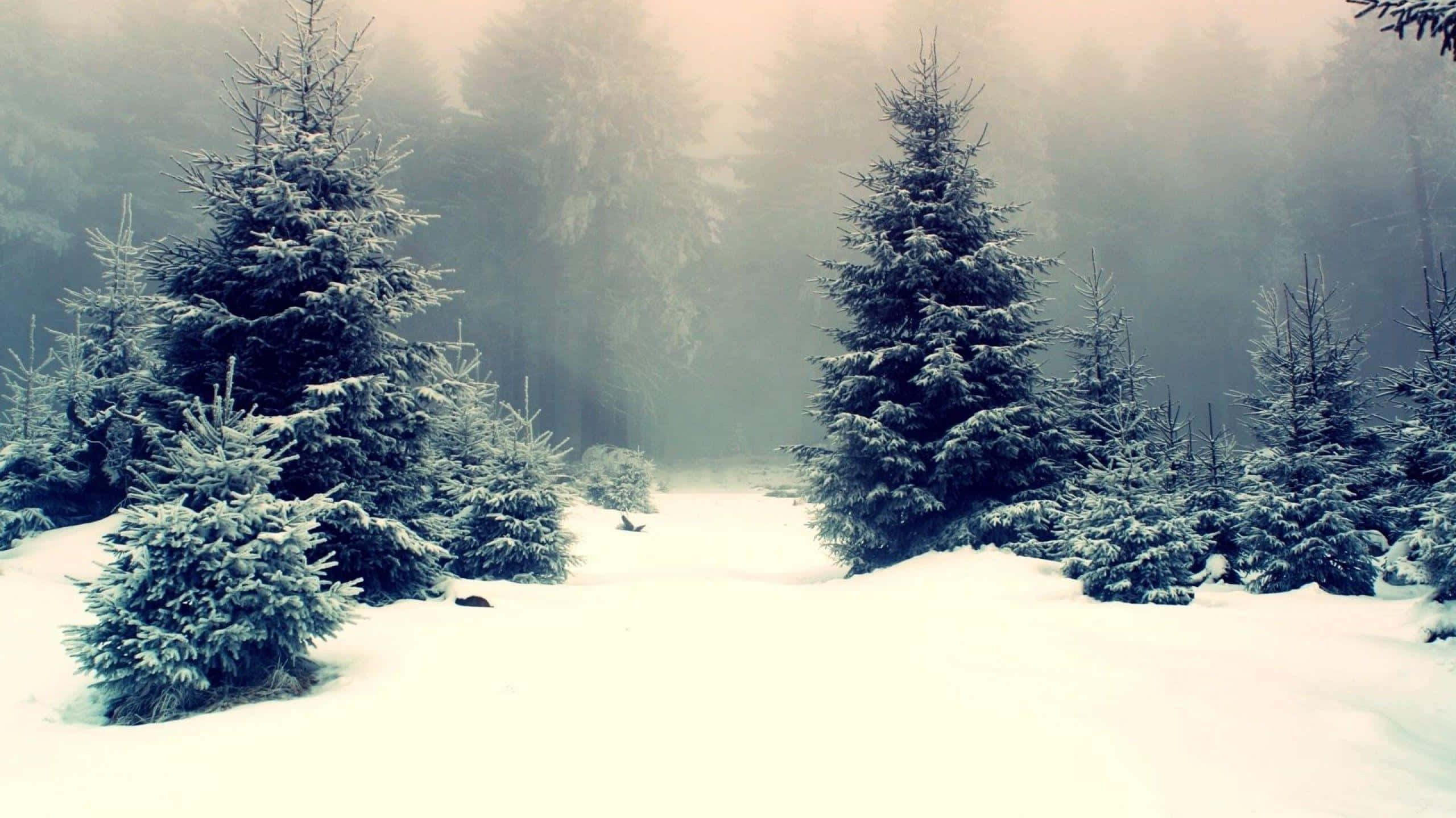 Snowy 桌布 壁紙 — 白雪覆蓋著霧氣瀰漫的冬季森林中的常綠樹，柔和散射的光線穿過霧氣。