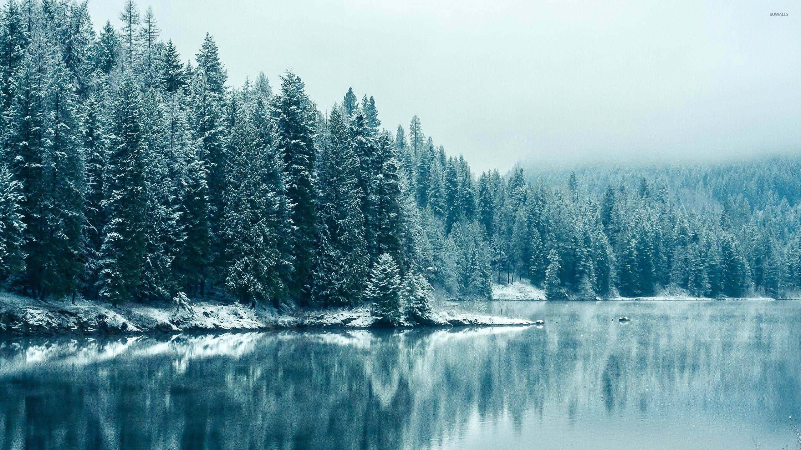 Winter Blues 桌布 壁紙 — 白雪覆蓋著霧濛濛冬日天空下平靜湖泊旁的常綠樹。