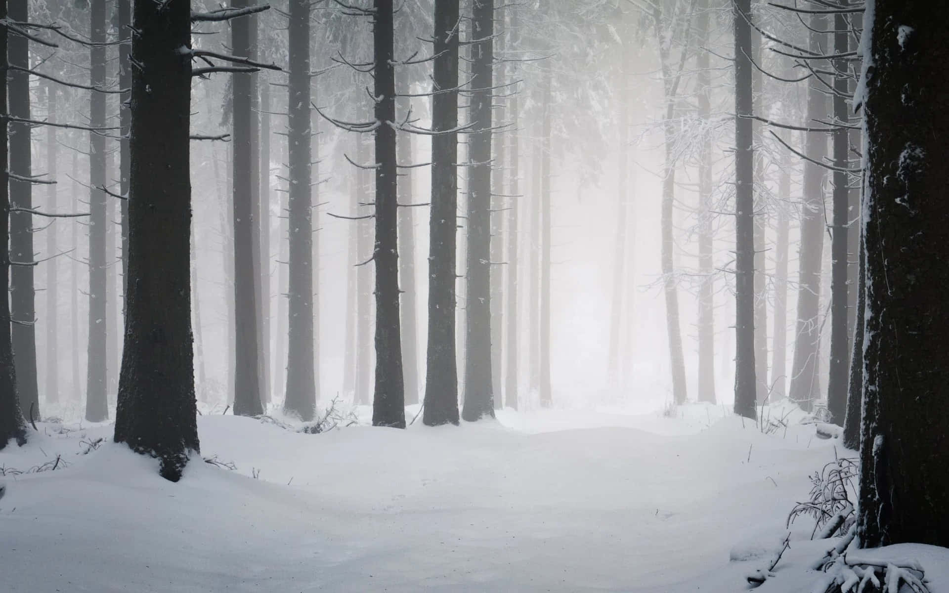Winter Forest 桌布 壁紙 — 白雪覆蓋著高大的深色樹木，在霧氣瀰漫的冬日森林中，柔和的光線微微發光。
