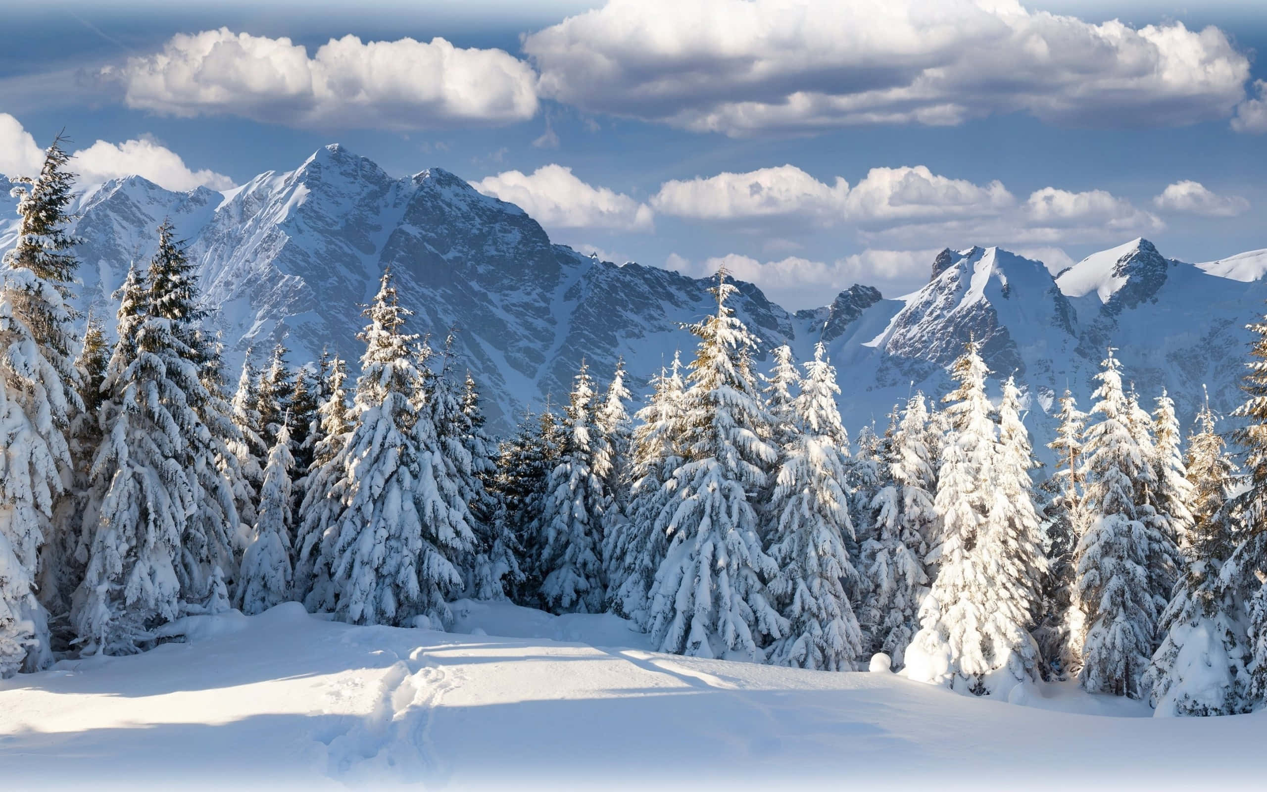 Winter Forest 桌布 壁紙 — 白雪覆蓋著高聳的常綠樹和崎嶇的山峰，天空湛藍，白雲朵朵。