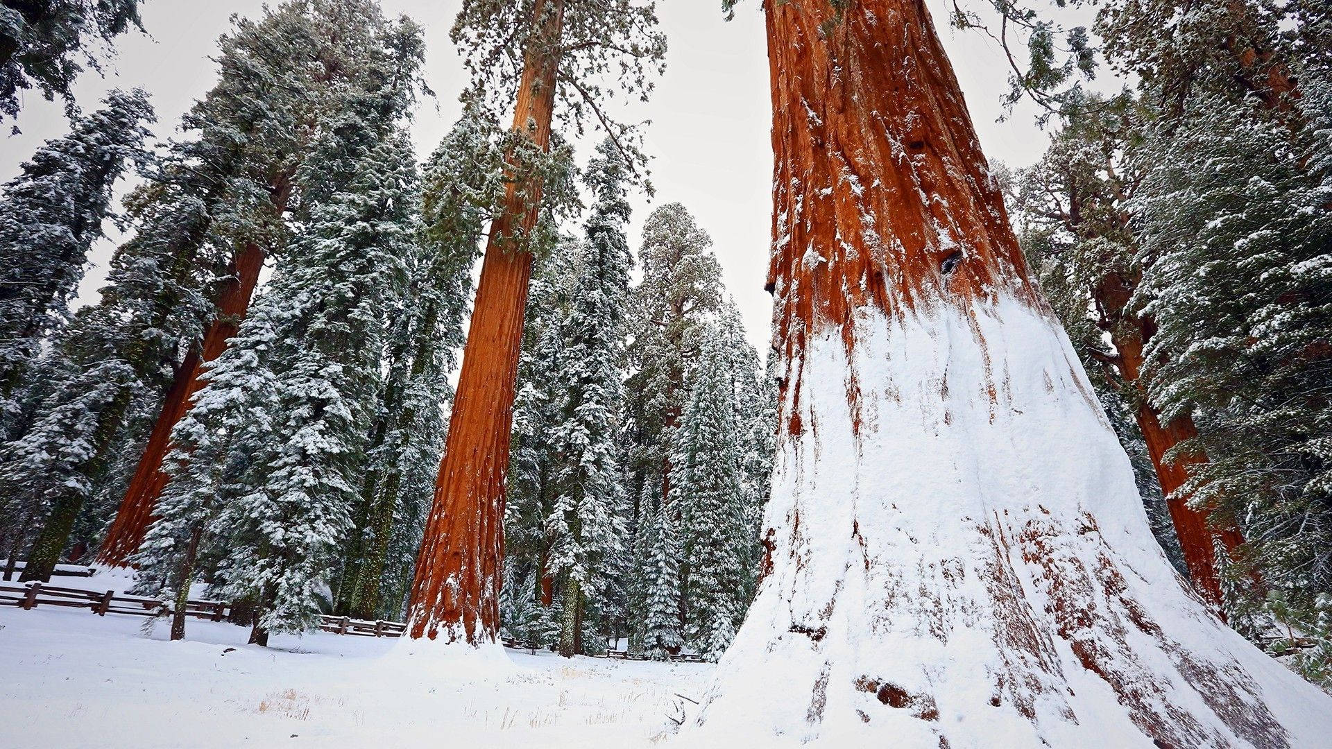 Redwood 桌布 壁紙 — 白雪覆蓋著高聳的紅杉樹，在陰天下的寧靜冬季森林中。