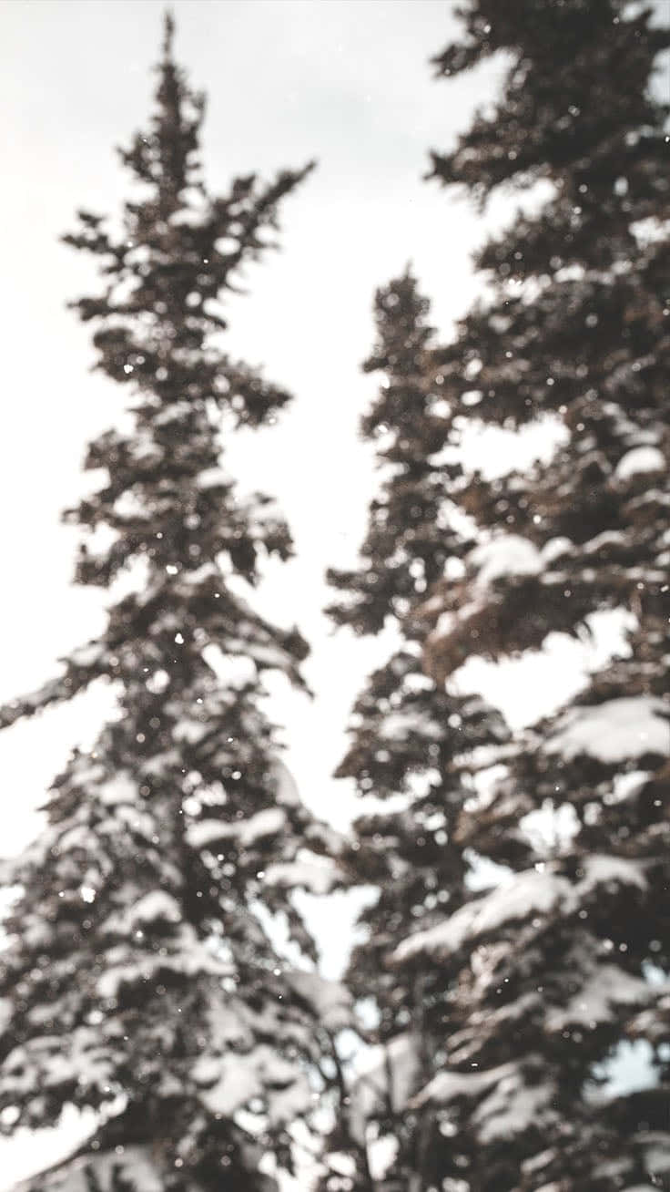 White Christmas iPhone 桌布 壁紙 — 白雪覆蓋高大的常青樹，明亮的冬日天空飄落著雪花。