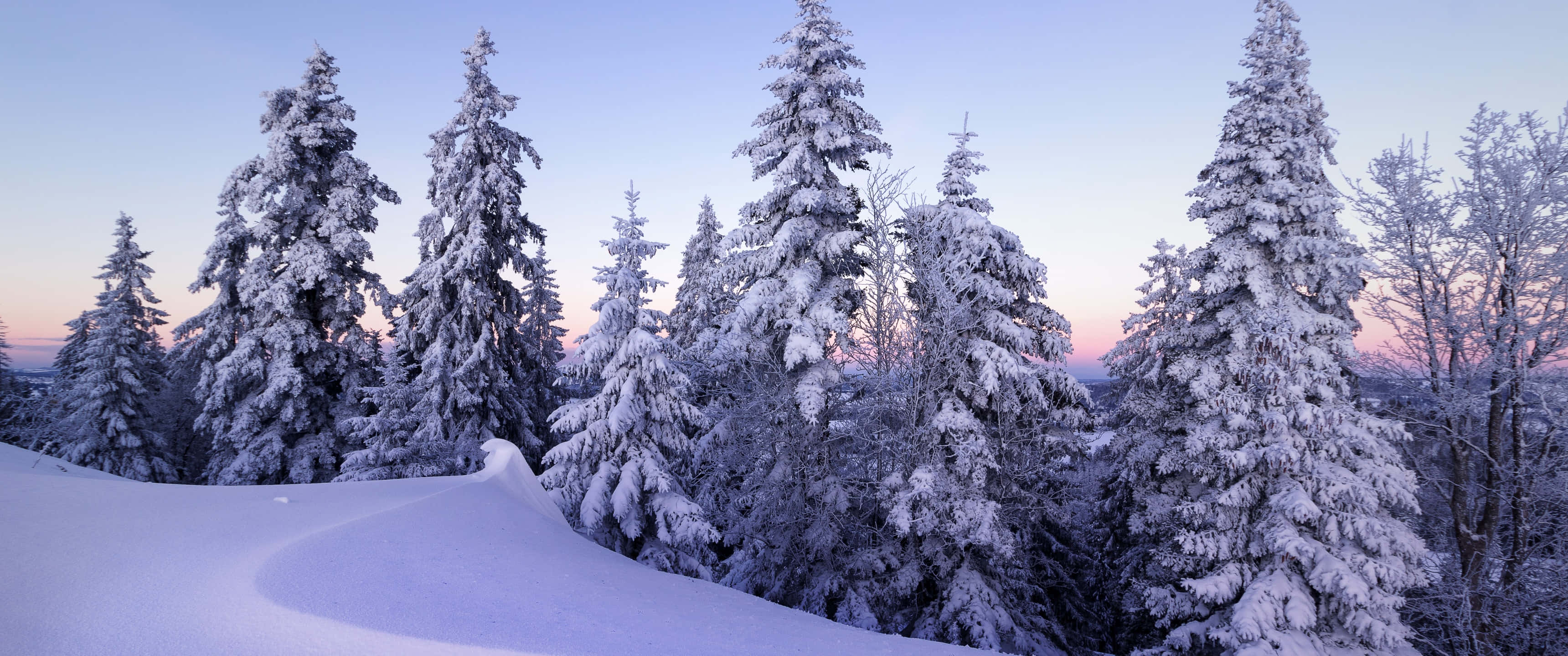 Pine Trees 桌布 壁紙 — 白雪覆蓋高大的松樹，在柔和的紫色和粉紅色暮色天空下。