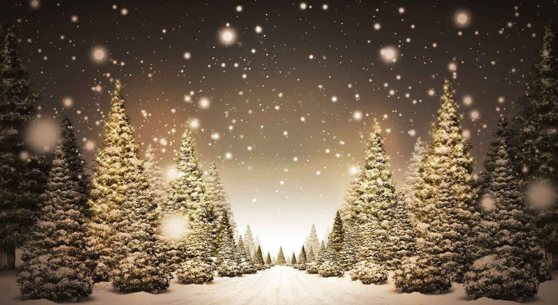聖誕節 桌布 壁紙 — 白雪覆蓋高大的松樹，在繁星點點的夜空下，柔和的光芒照亮前方的道路。