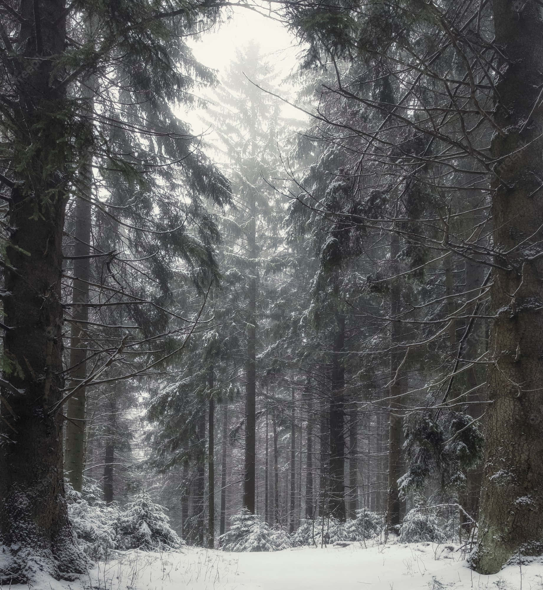 Snowy Forest 桌布 壁紙 — 白雪覆蓋高聳的常綠樹，在迷霧的冬季森林中，柔和的光線穿過光禿的樹枝。