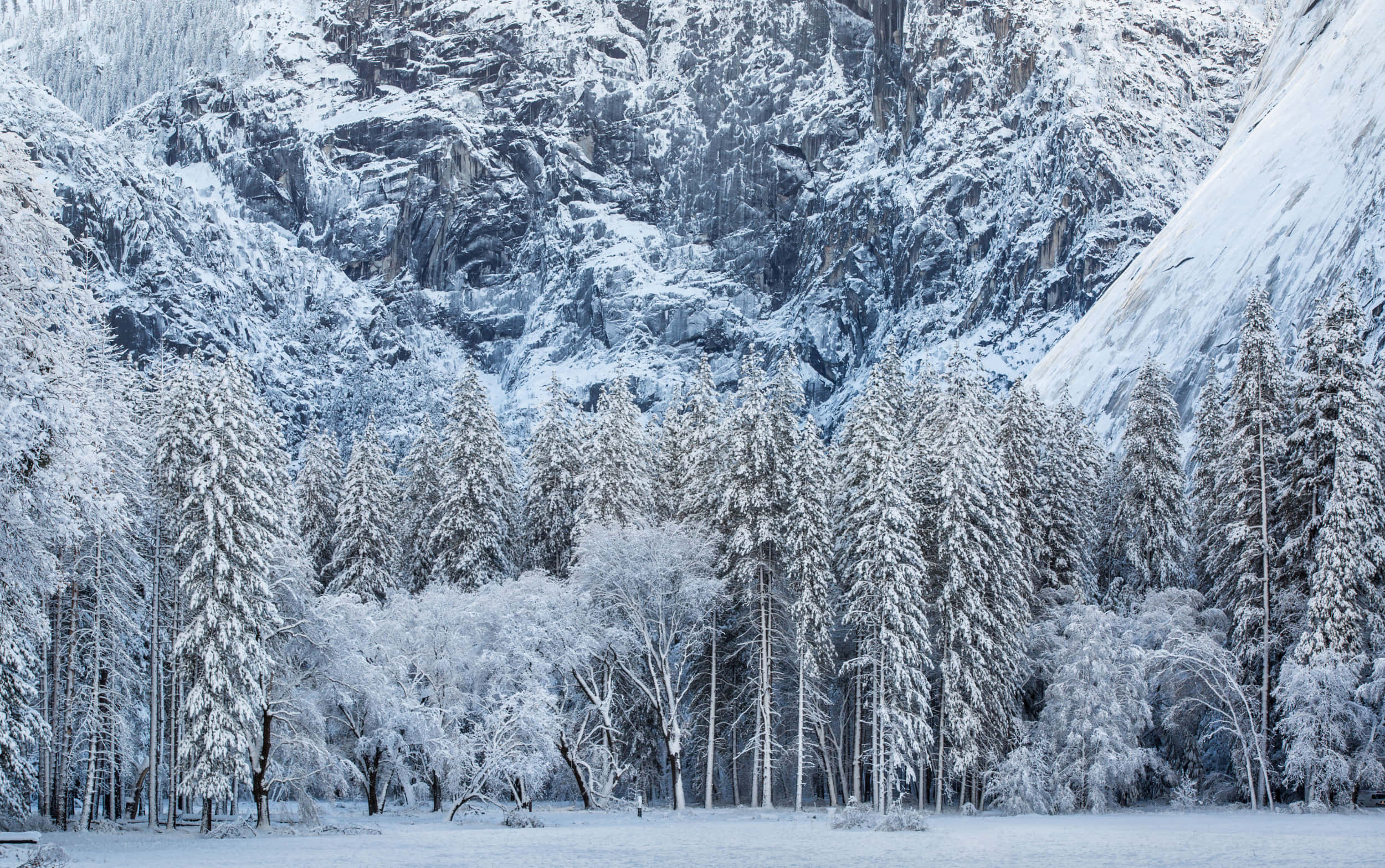冬季 桌布 壁紙 — 白雪覆蓋高聳的常綠樹和崎嶇的山崖，營造出寧靜的冬季仙境。