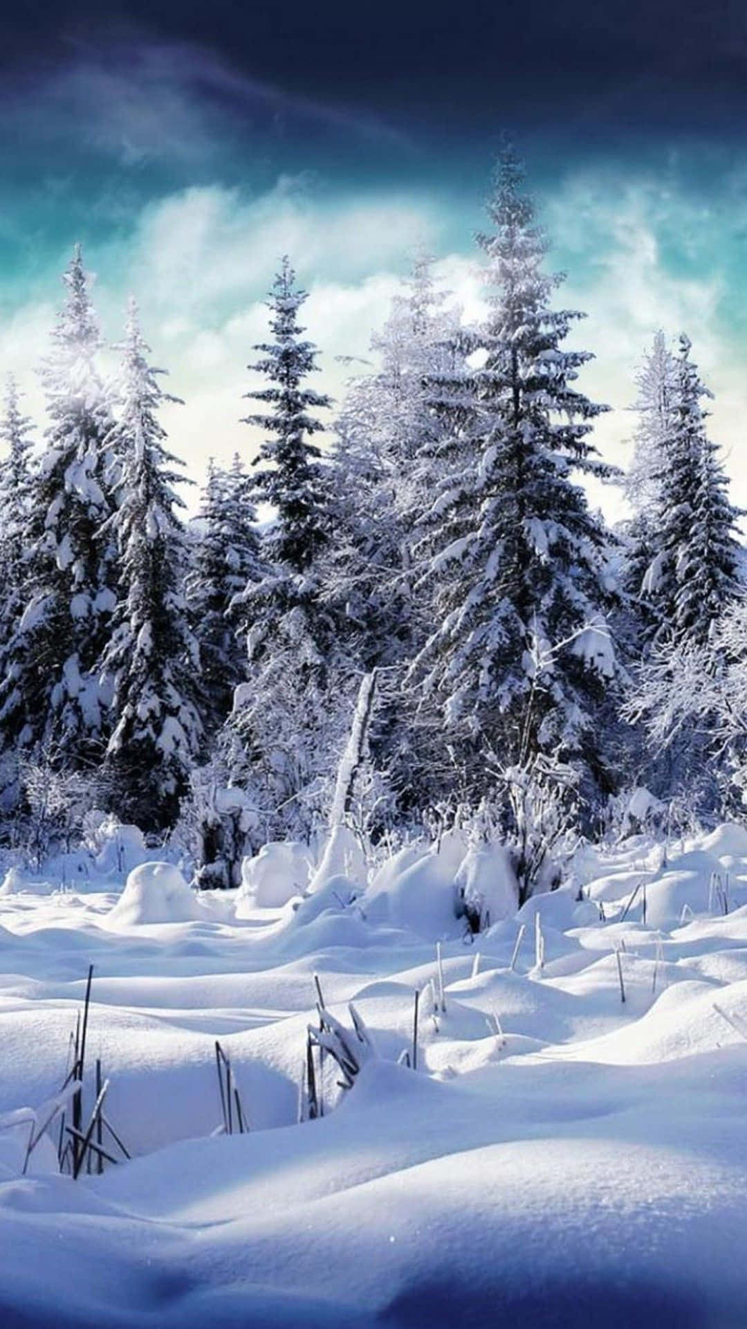 雪 桌布 壁紙 — 白雪覆蓋高聳的常青樹，在戲劇性的暮色天空下，有旋轉的雲朵和柔和的藍色調。