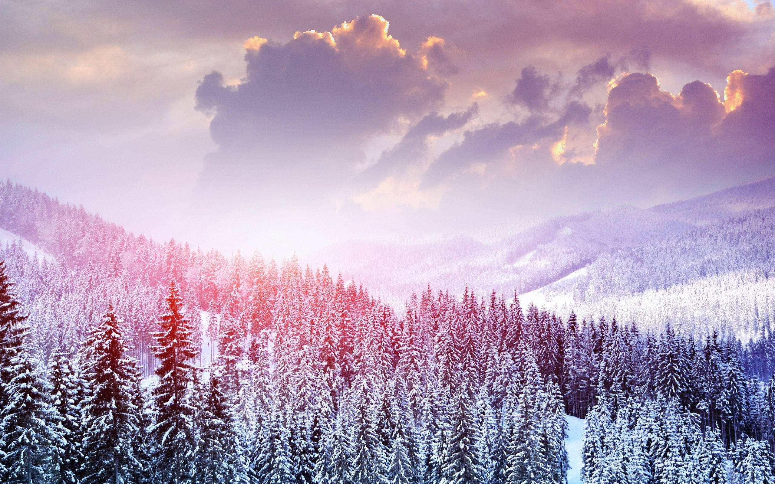 雪景 桌布 壁紙 — 白雪覆蓋高聳的松樹，在戲劇性的紫色和金色日落天空下。