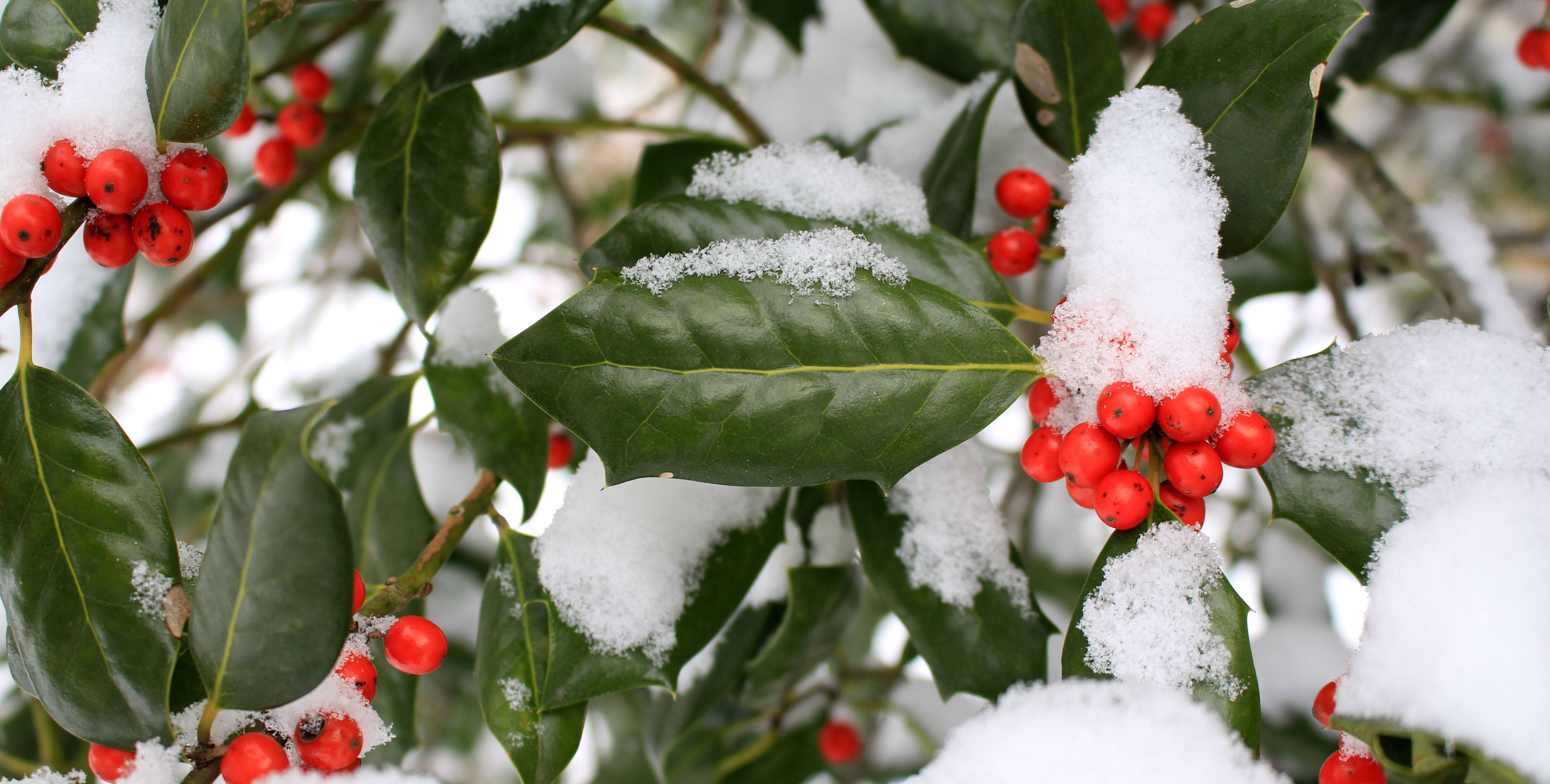 雪景 桌布 壁紙 — 白雪輕輕覆蓋在光亮的冬青葉和鮮紅的漿果上，形成清晰的冬季特寫。