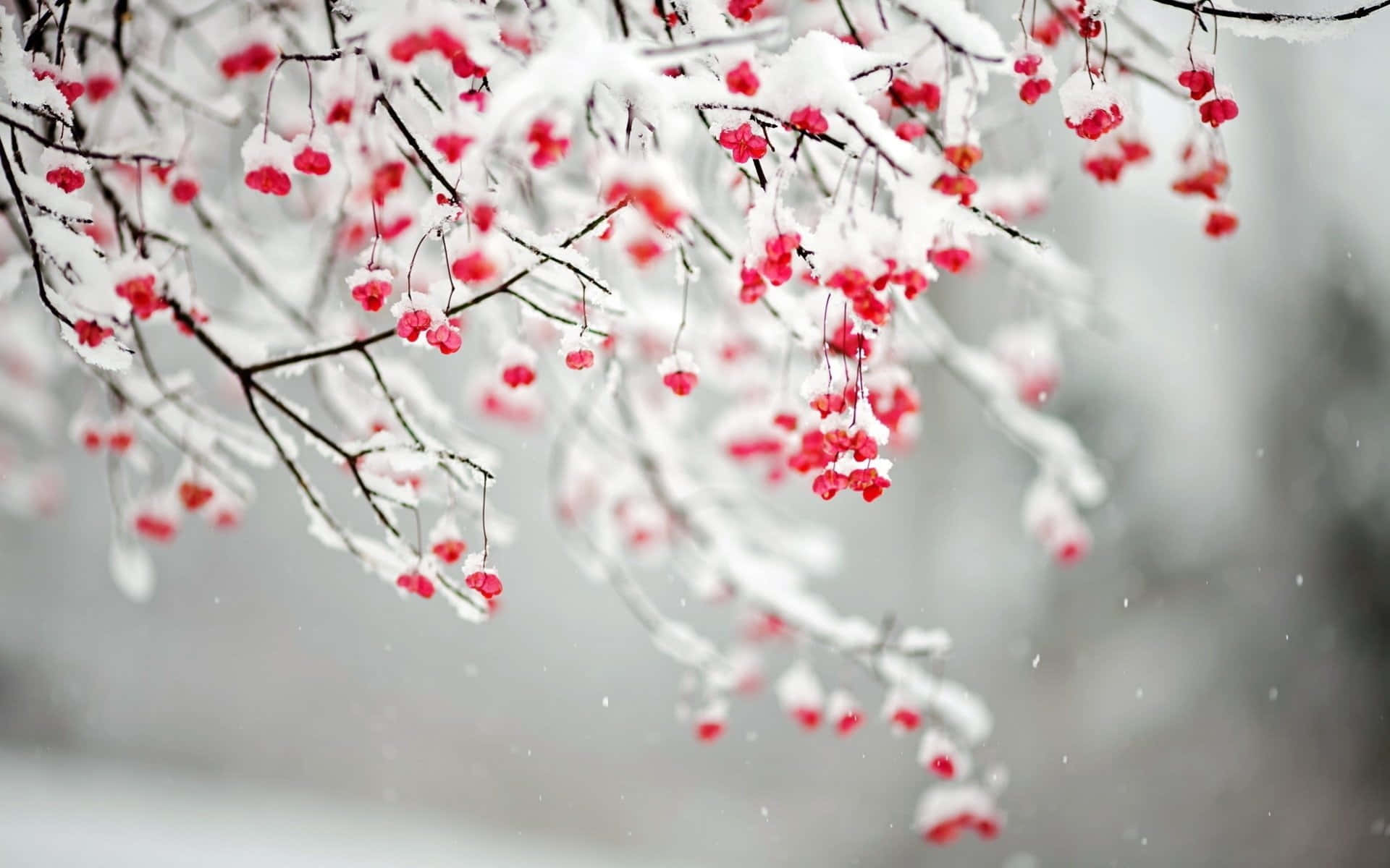 Winter Berries 桌布 壁紙 — 白雪輕輕覆蓋在深色樹枝上垂掛的鮮紅色漿果，襯著柔和的灰色冬日背景。
