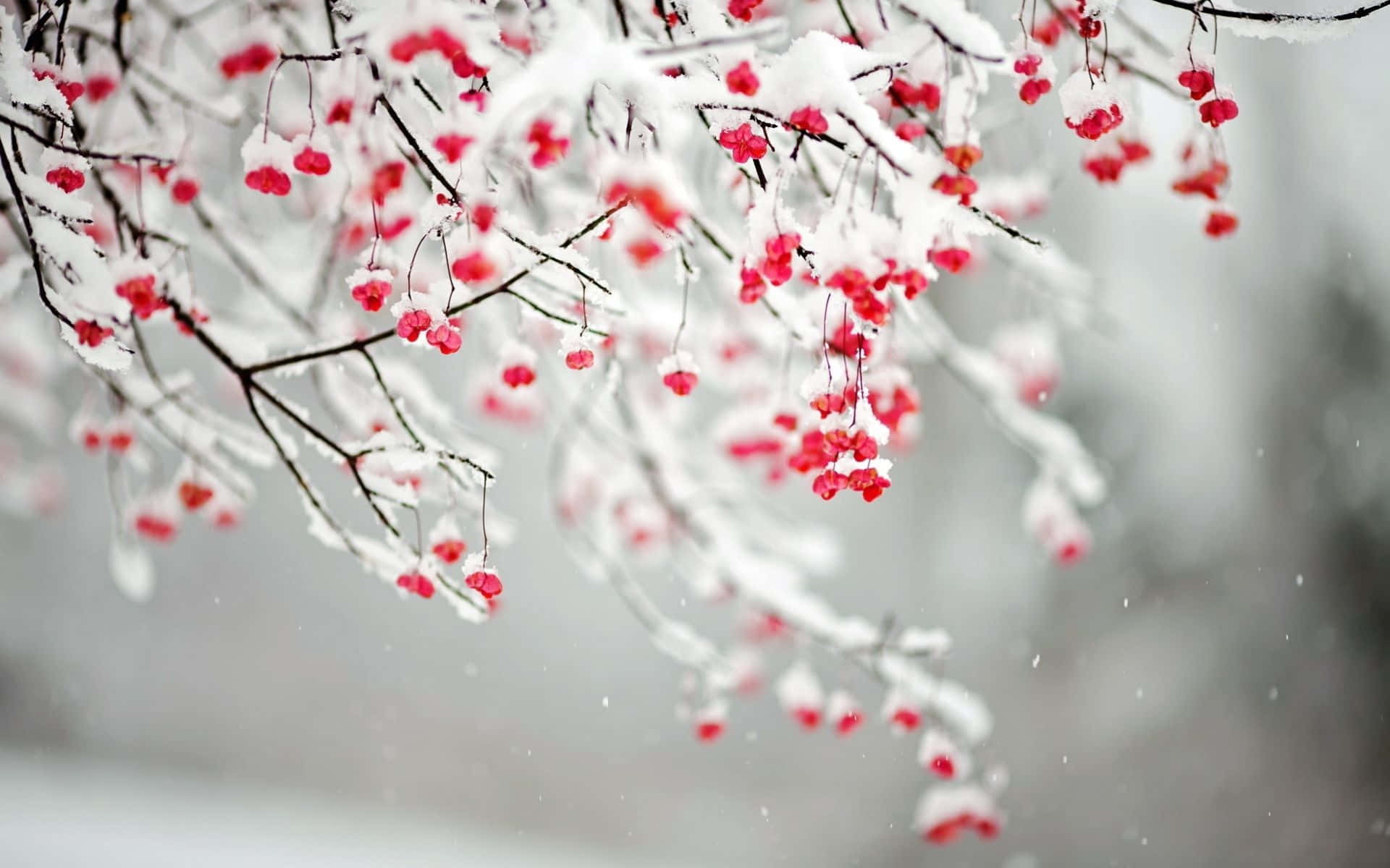 Winter Flowers 桌布 壁紙 — 白雪輕輕覆蓋在深色樹枝上掛著的鮮紅色漿果，映襯著柔和的灰色冬日背景。