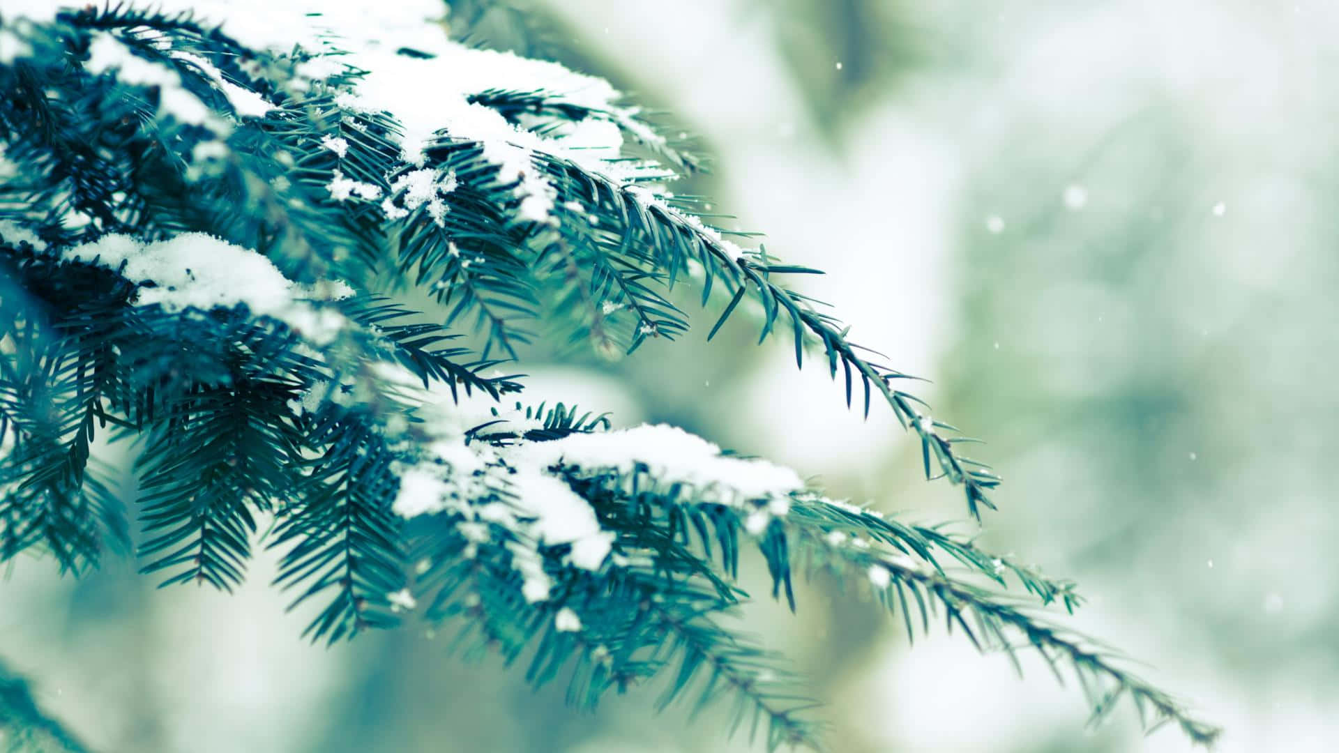 Winter Scene 桌布 壁紙 — 白雪輕輕覆蓋在鮮綠的松針上，背景是柔和的模糊冬日景象。