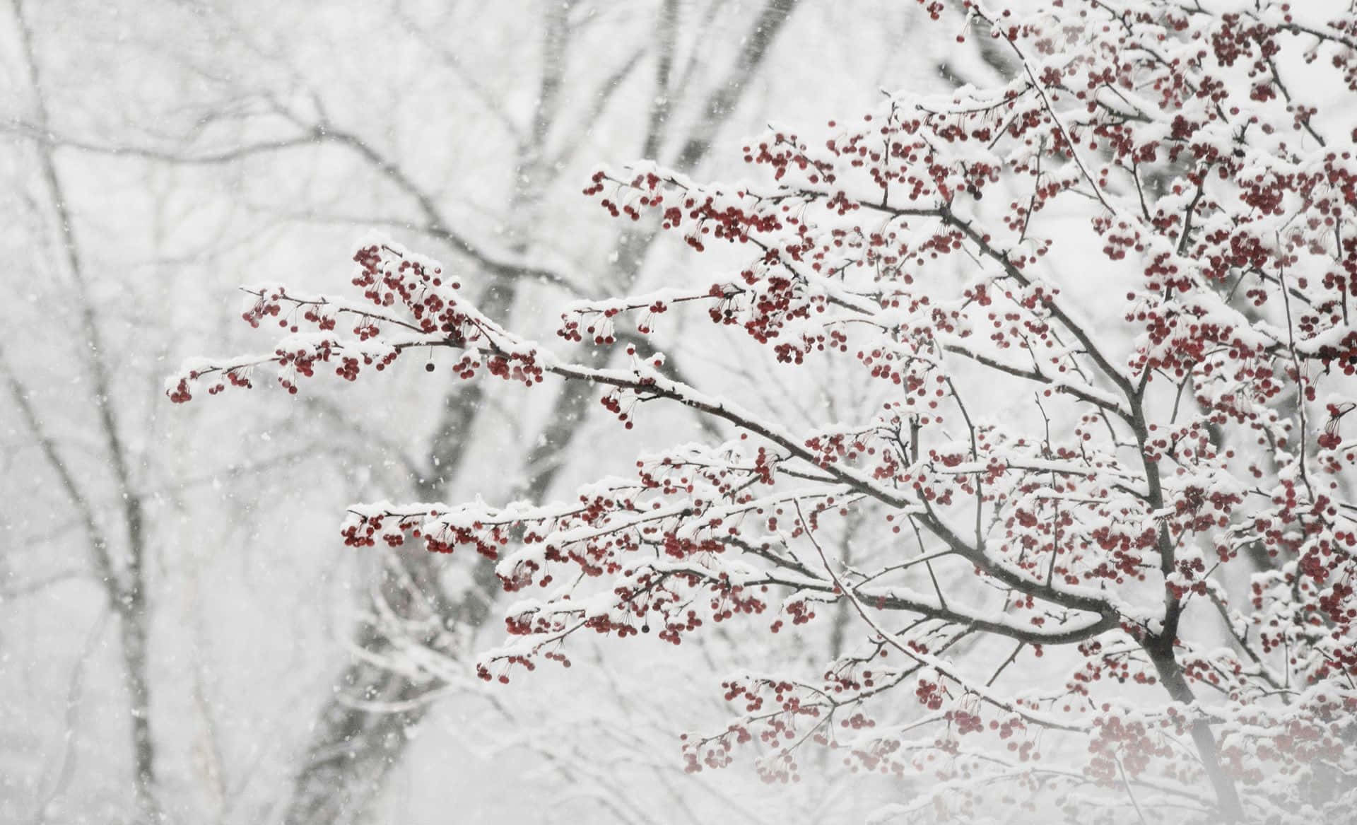 Winter Berries 桌布 壁紙 — 白雪輕輕覆蓋著鮮紅的漿果，它們緊貼著光禿的冬季樹枝，背景是柔和的白色。