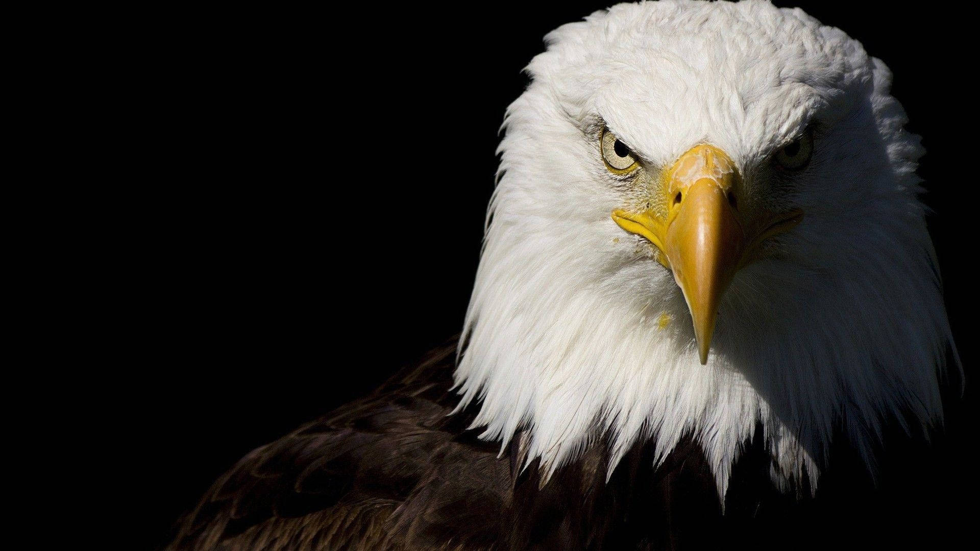 Eagle 桌布 壁紙 — 白頭鷹在純黑背景下的特寫，其銳利的眼神突顯了白色的頭部和尖銳的黃色喙。