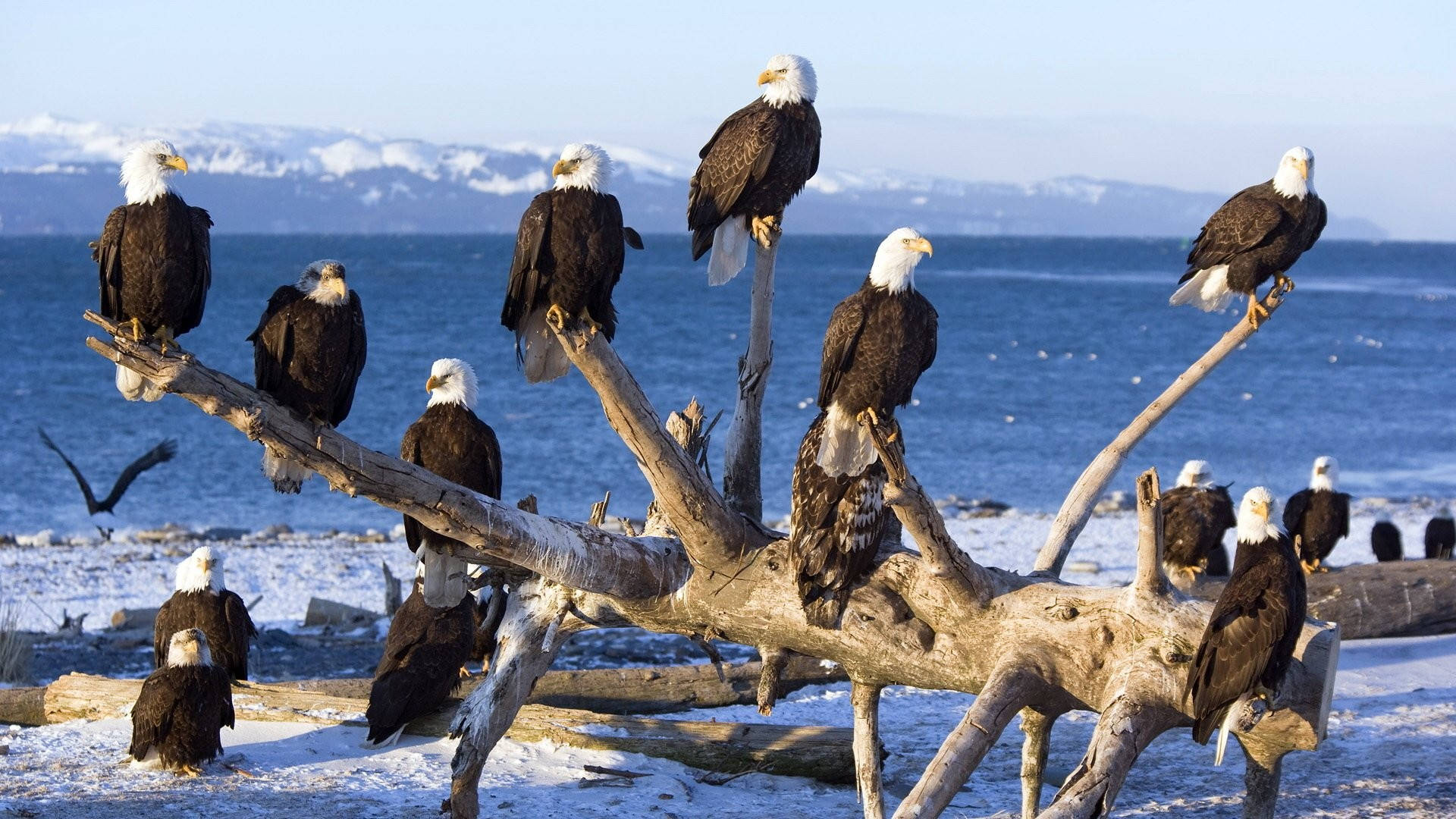Eagle 桌布 壁紙 — 白頭鷹棲息在灑滿雪的浮木上，旁邊是冰封的海岸線，遠處有積雪的山峰。