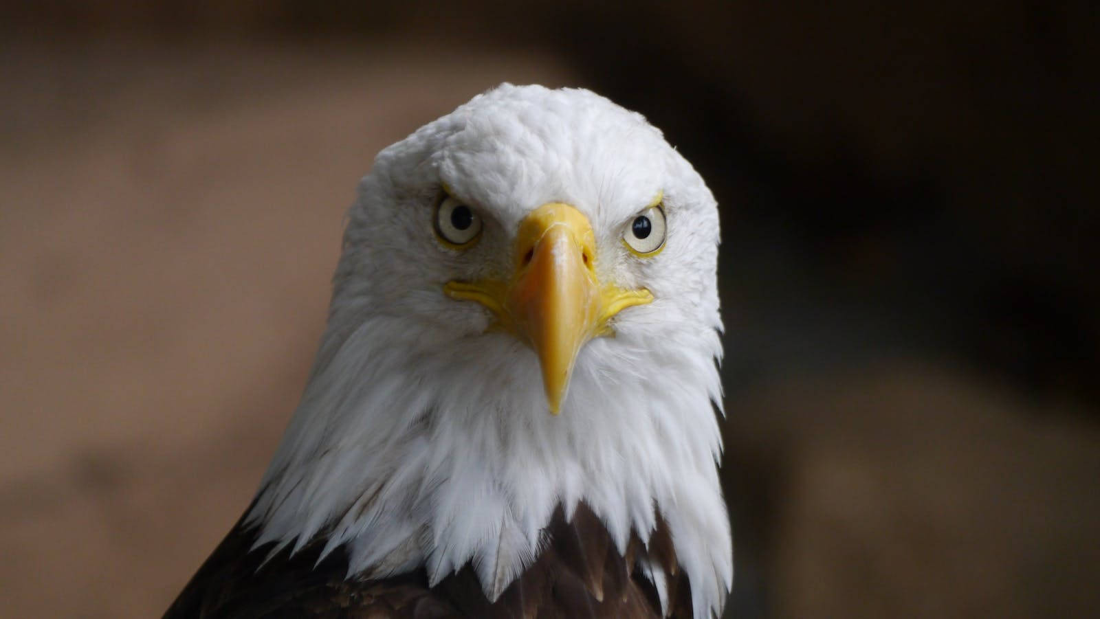 Eagle 桌布 壁紙 — 白頭鷹的近距離特寫，白色頭部羽毛和尖銳黃色喙，眼神凌厲。