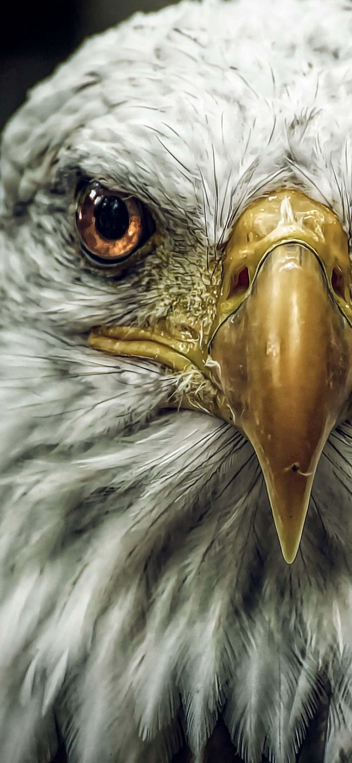 Eagles 桌布 壁紙 — 白頭鷹銳利白色羽毛和金色喙的強烈凝視特寫。