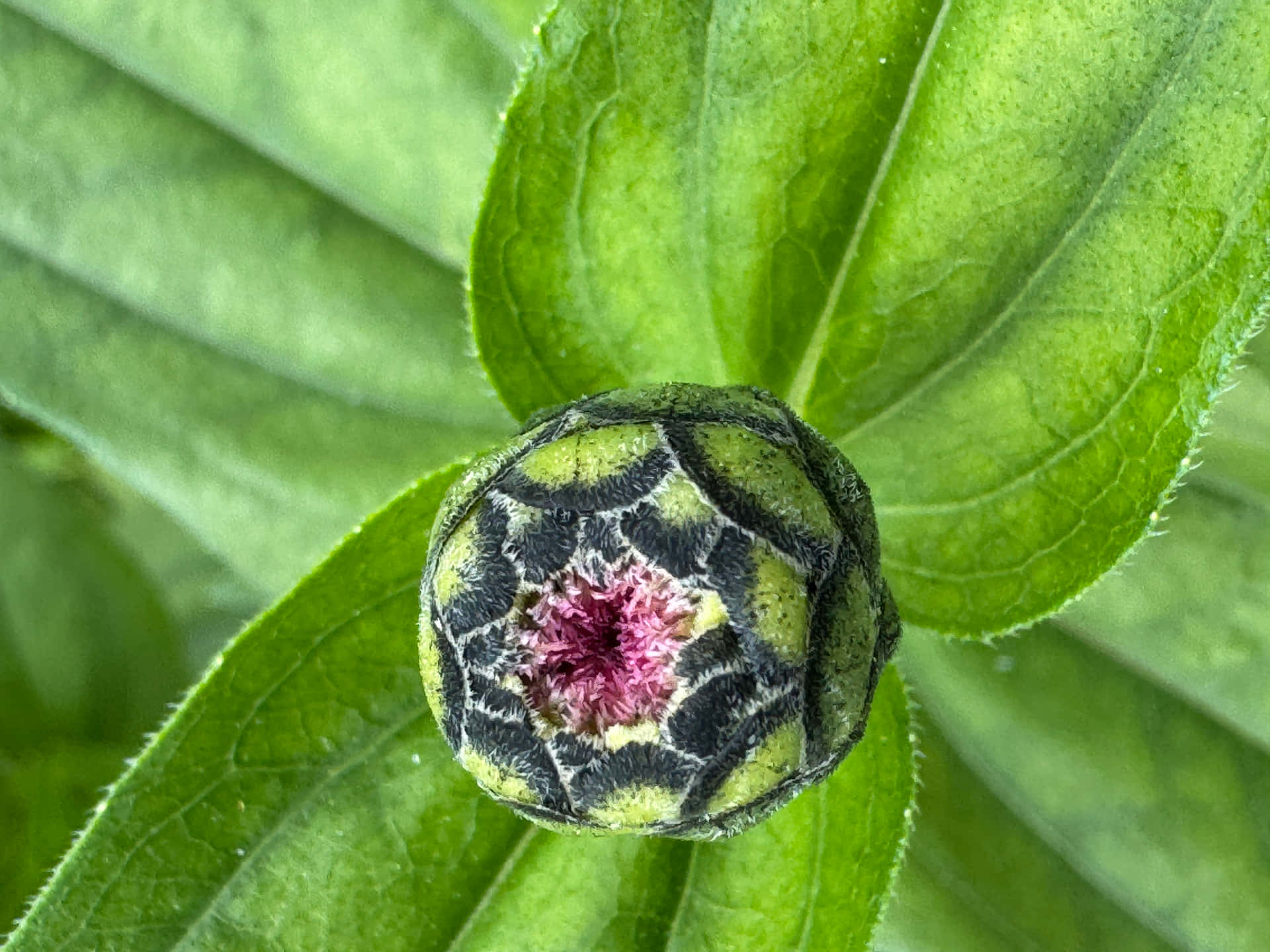 Macro leaf 壁紙 — 百日菊的花蕾特寫，花瓣呈綠色和黑色條紋，露出粉紅色的中心，周圍環繞著茂盛的綠葉。