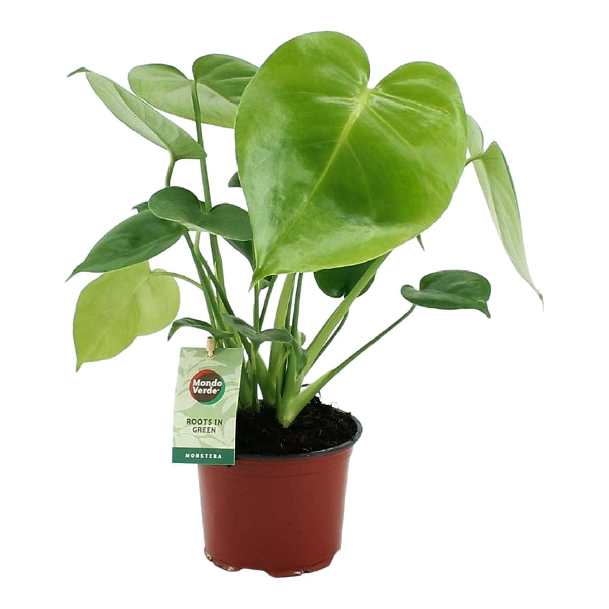 盆栽中的綠色植物 壁紙