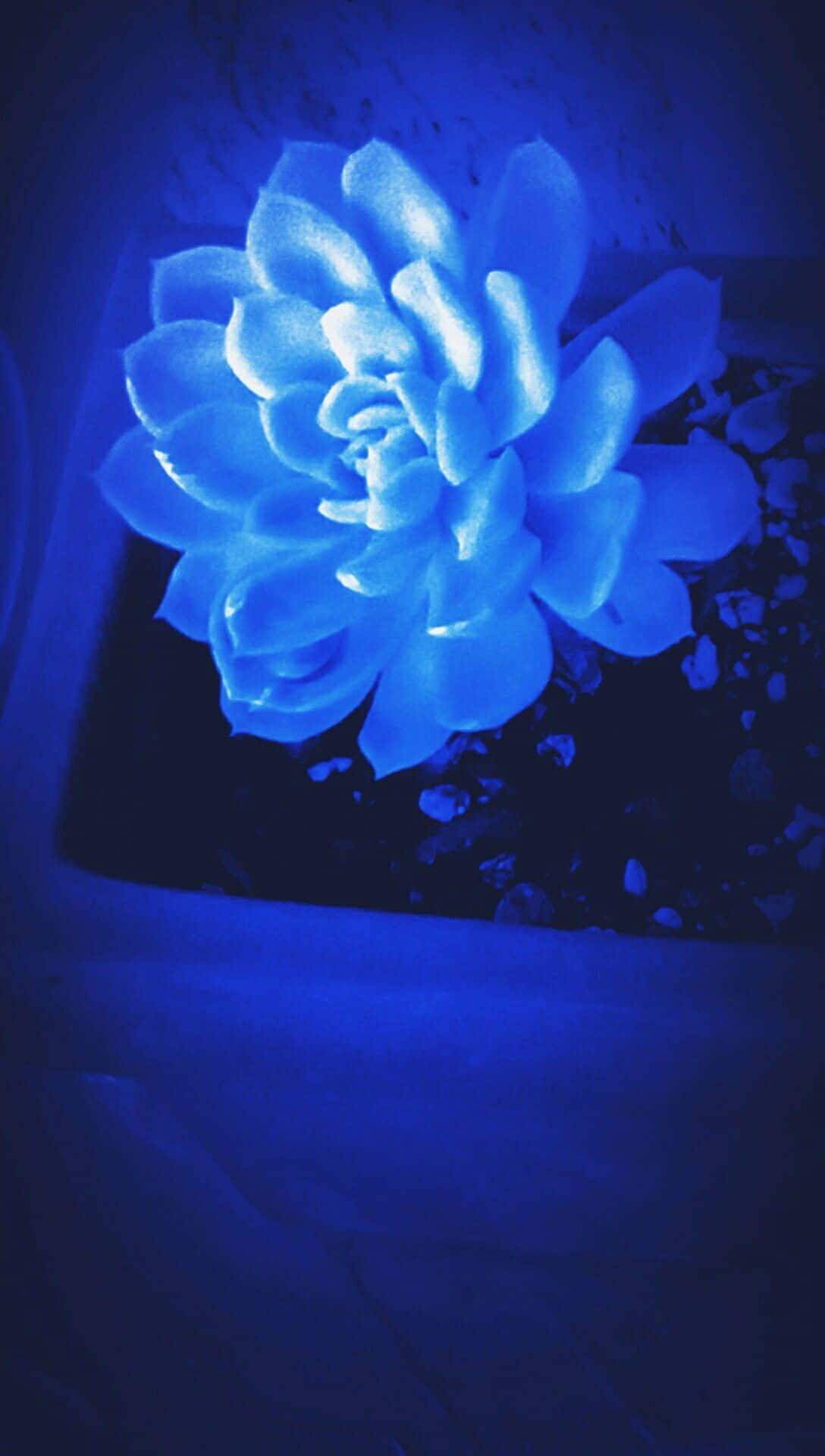 盆栽中的藍色花朵 壁紙