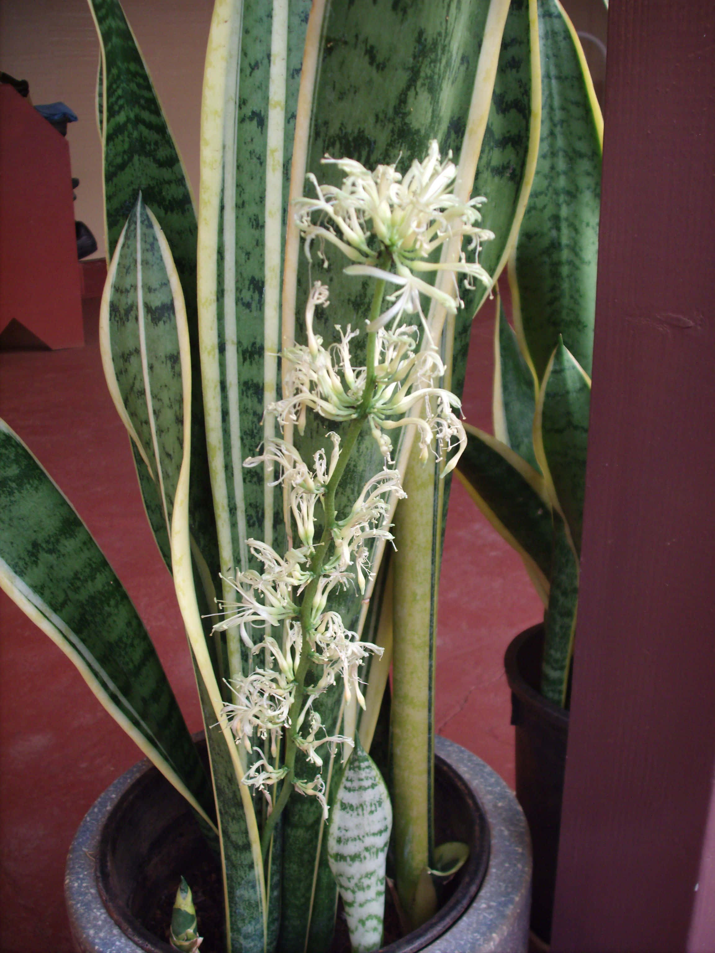 Snake Plant 桌布 壁紙 — 盆栽的虎尾蘭，葉片帶有綠色和黃色的斑紋，在室內綻放出精緻的白色花朵。