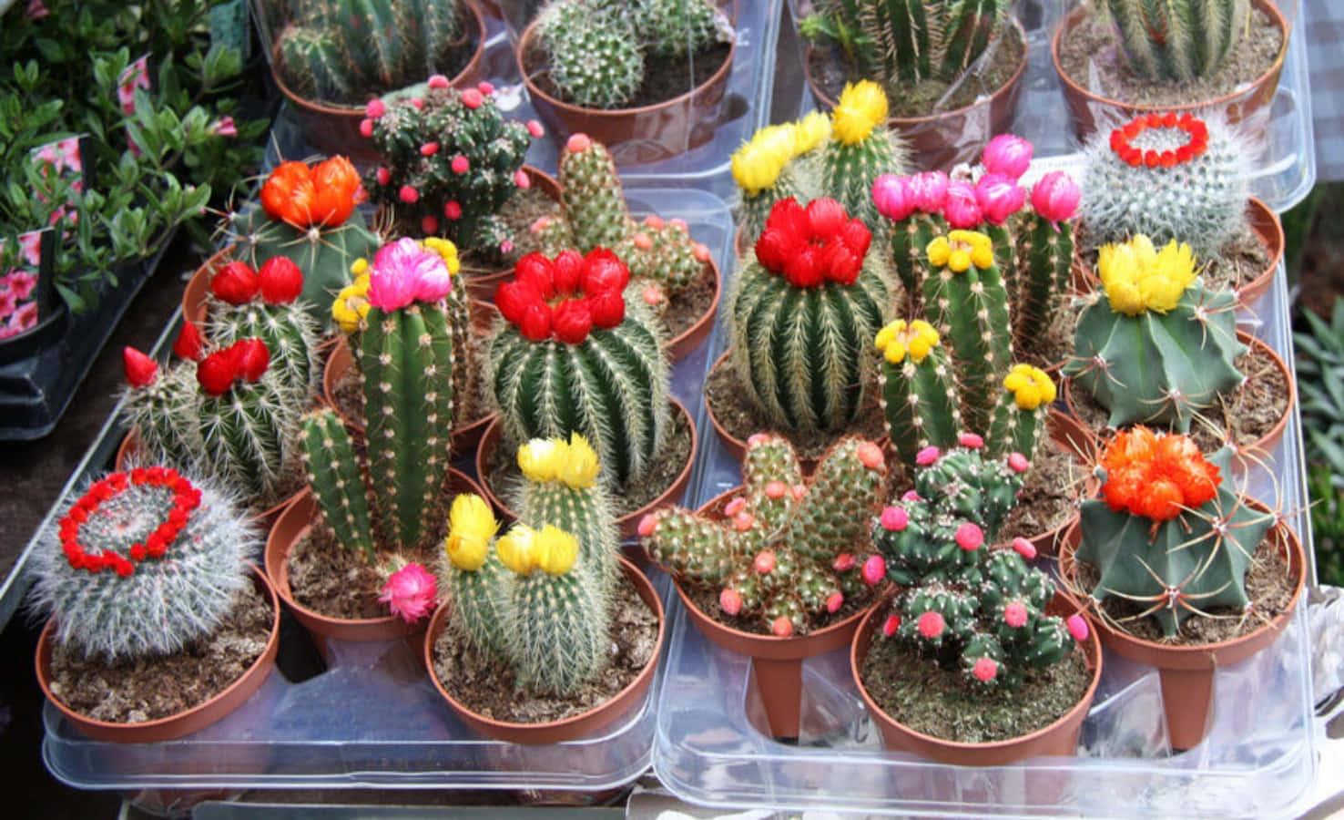 Cactus Plants 桌布 壁紙 — 盛開的仙人掌整齊地排列在透明塑膠盤上的陶盆中，展示紅色、黃色和粉紅色的花朵。