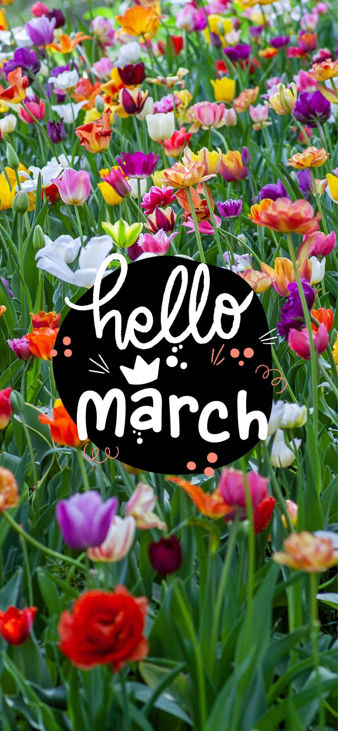 Hello March 桌布 壁紙 — 盛開的彩色鬱金香花田，帶有黑色圓形圖案，上面寫著你好三月。