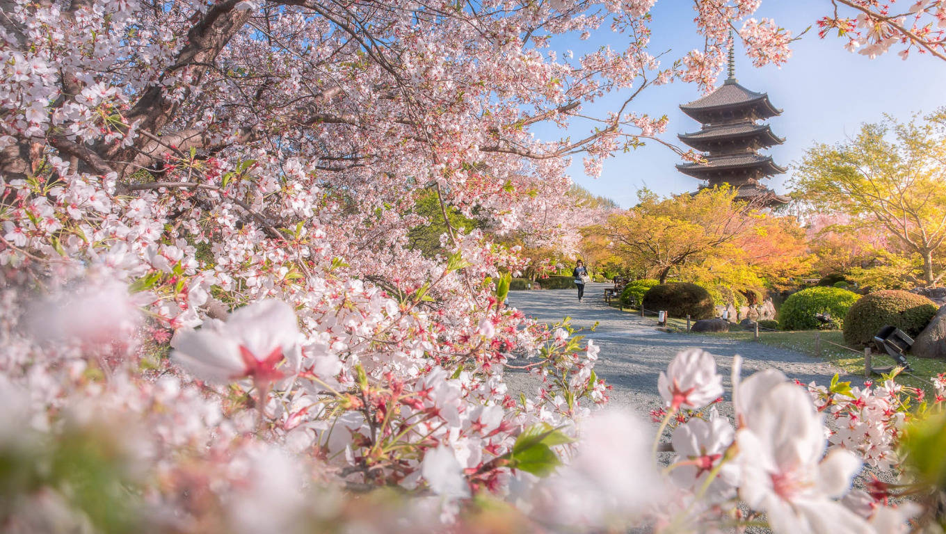 京都 桌布 壁紙 — 盛開的櫻花在春天清澈的藍天下襯托著傳統的日本寶塔。