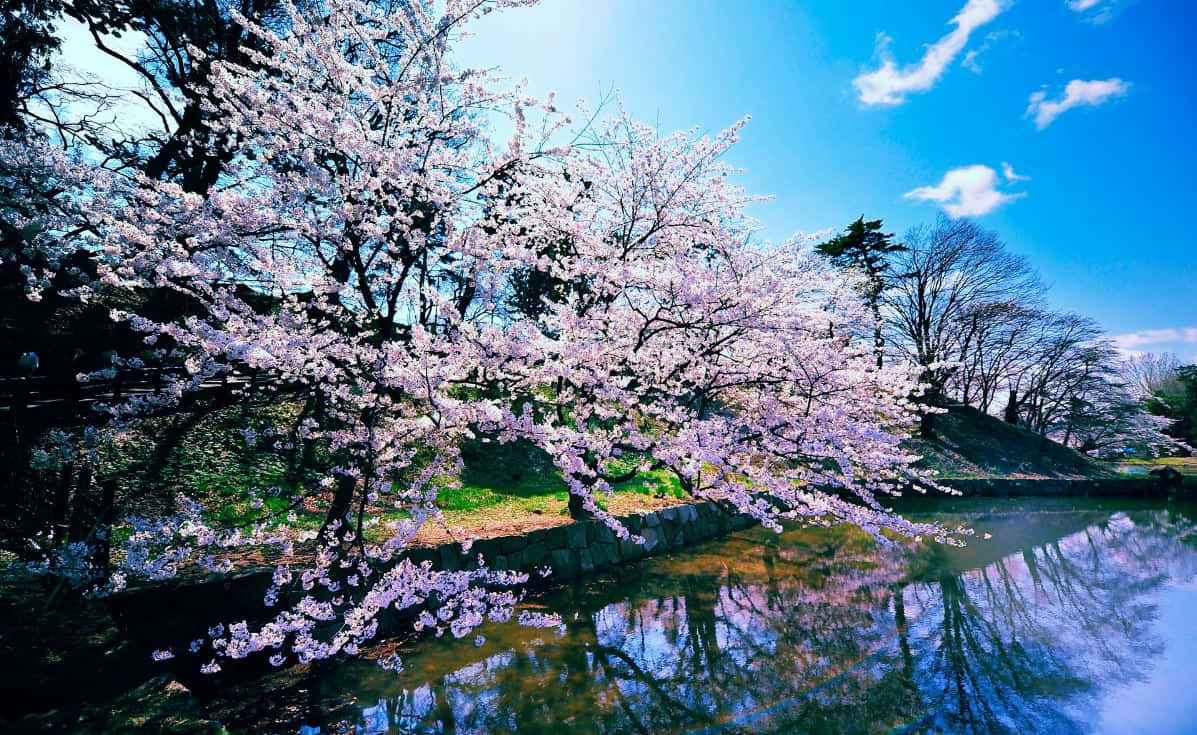 Cherry Blossom Tree 桌布 壁紙 — 盛開的櫻花在藍天白雲下如瀑布般傾瀉在寧靜的池塘上。