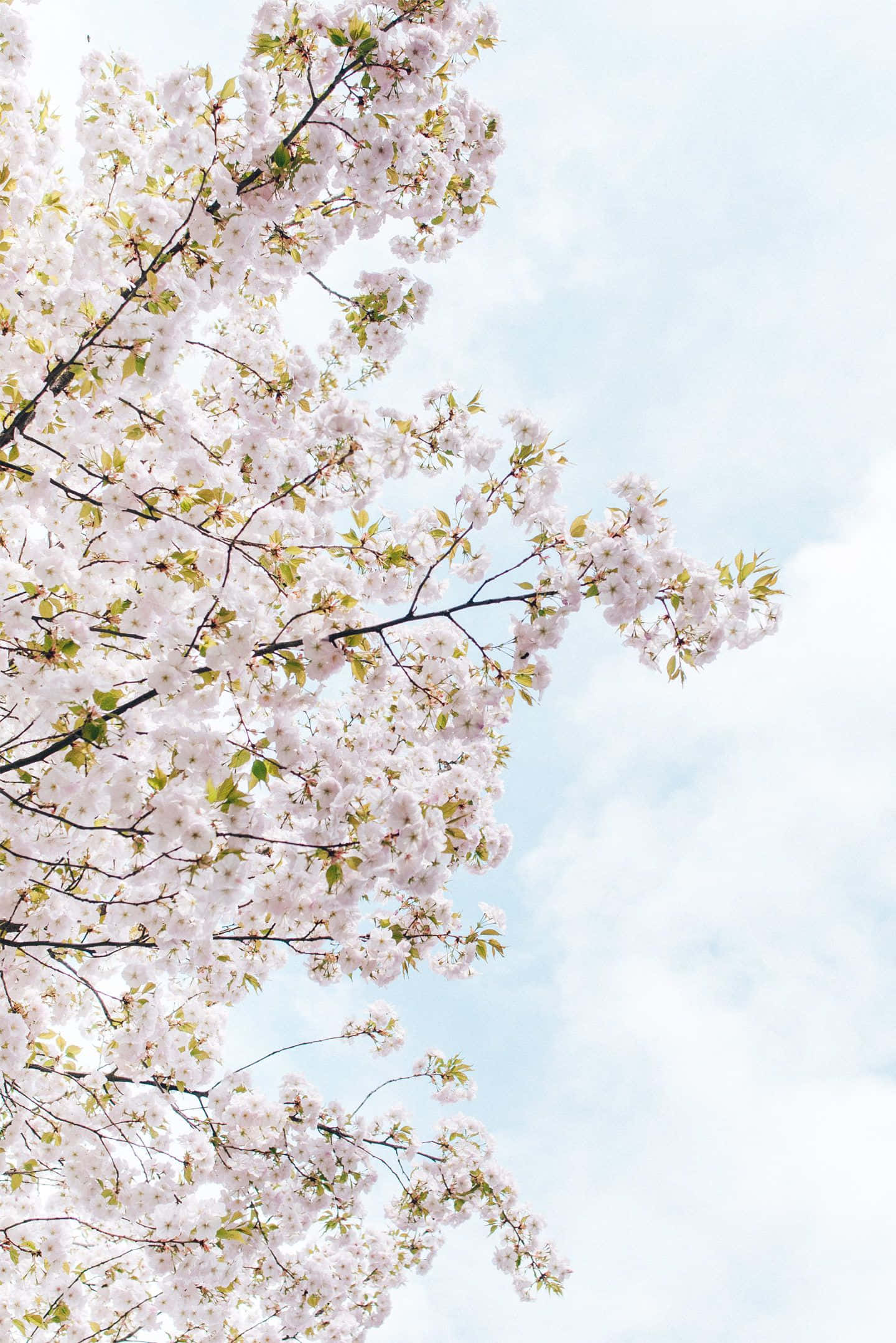 Cherry Blossom Tree 桌布 壁紙 — 盛開的櫻花如瀑布般垂落，映襯著柔和藍天與縷縷白雲，呈現充滿活力的春日景象。