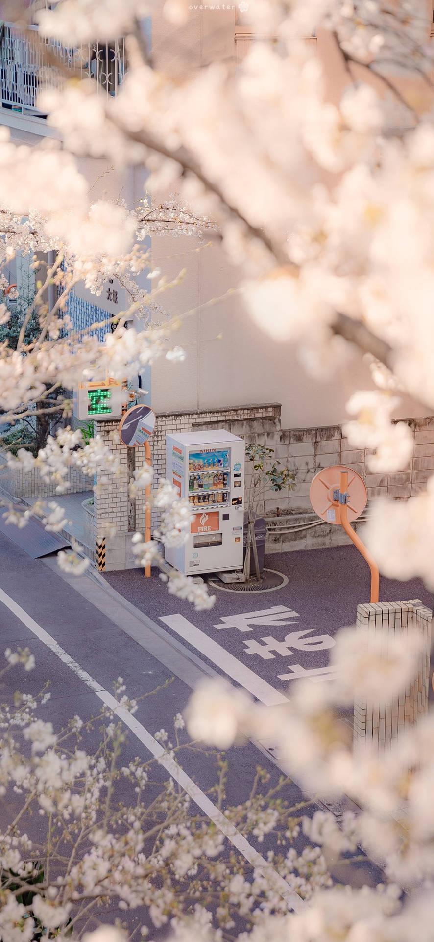 櫻花框住一條寧靜日本街道上的自動販賣機。