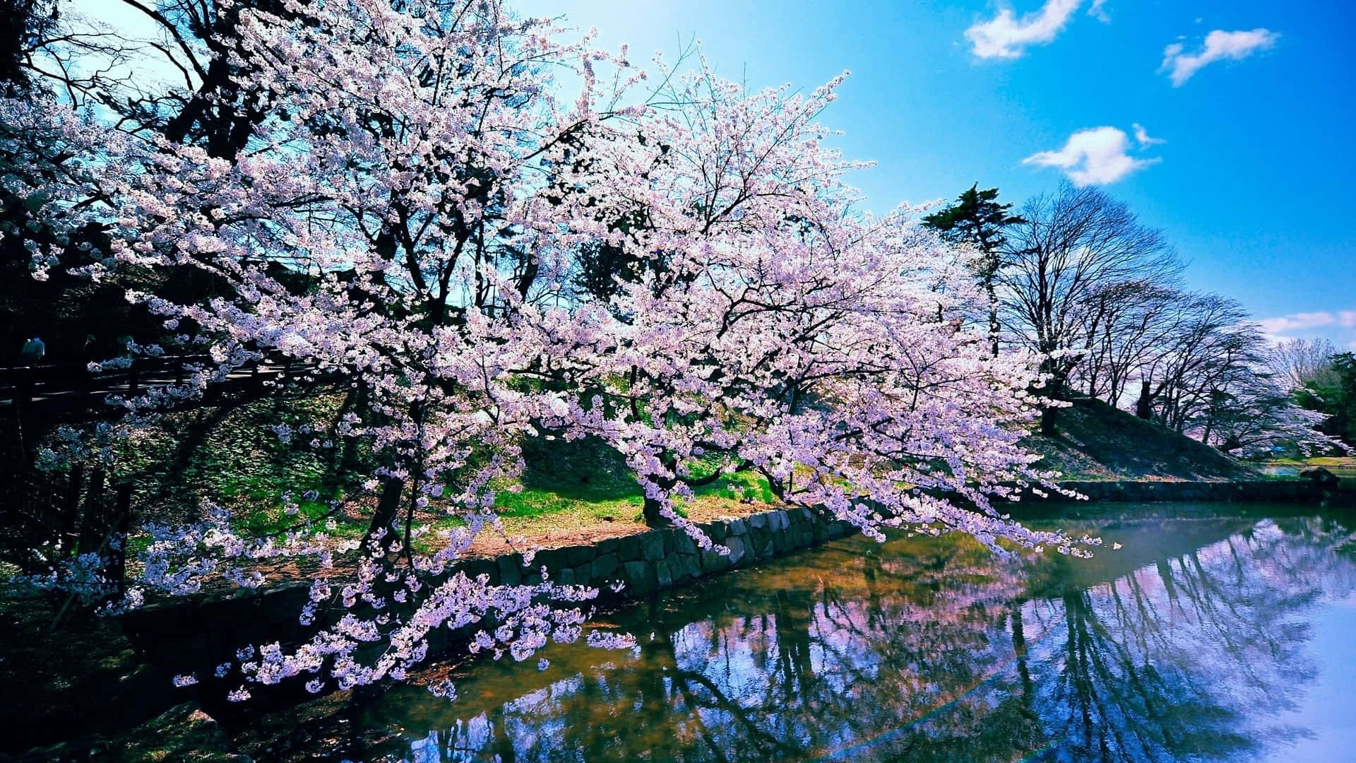Spring Trees 桌布 壁紙 — 盛開的櫻花樹，粉紅色的花朵倒映在平靜的水面上，天空湛藍，白雲點綴。