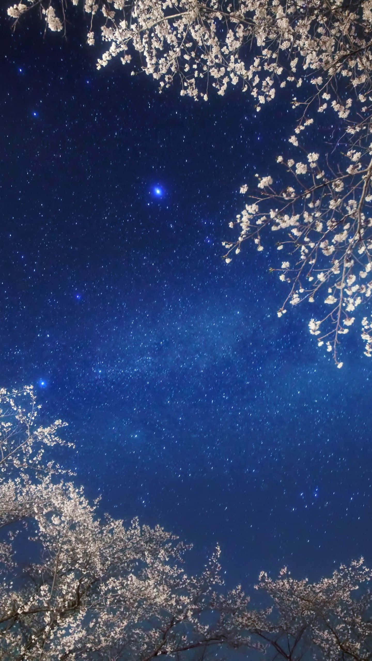 Galaxy Sky 桌布 壁紙 — 盛開的櫻花樹枝框住深藍色的夜空，夜空佈滿閃爍的星星和一顆明亮的藍色星星。