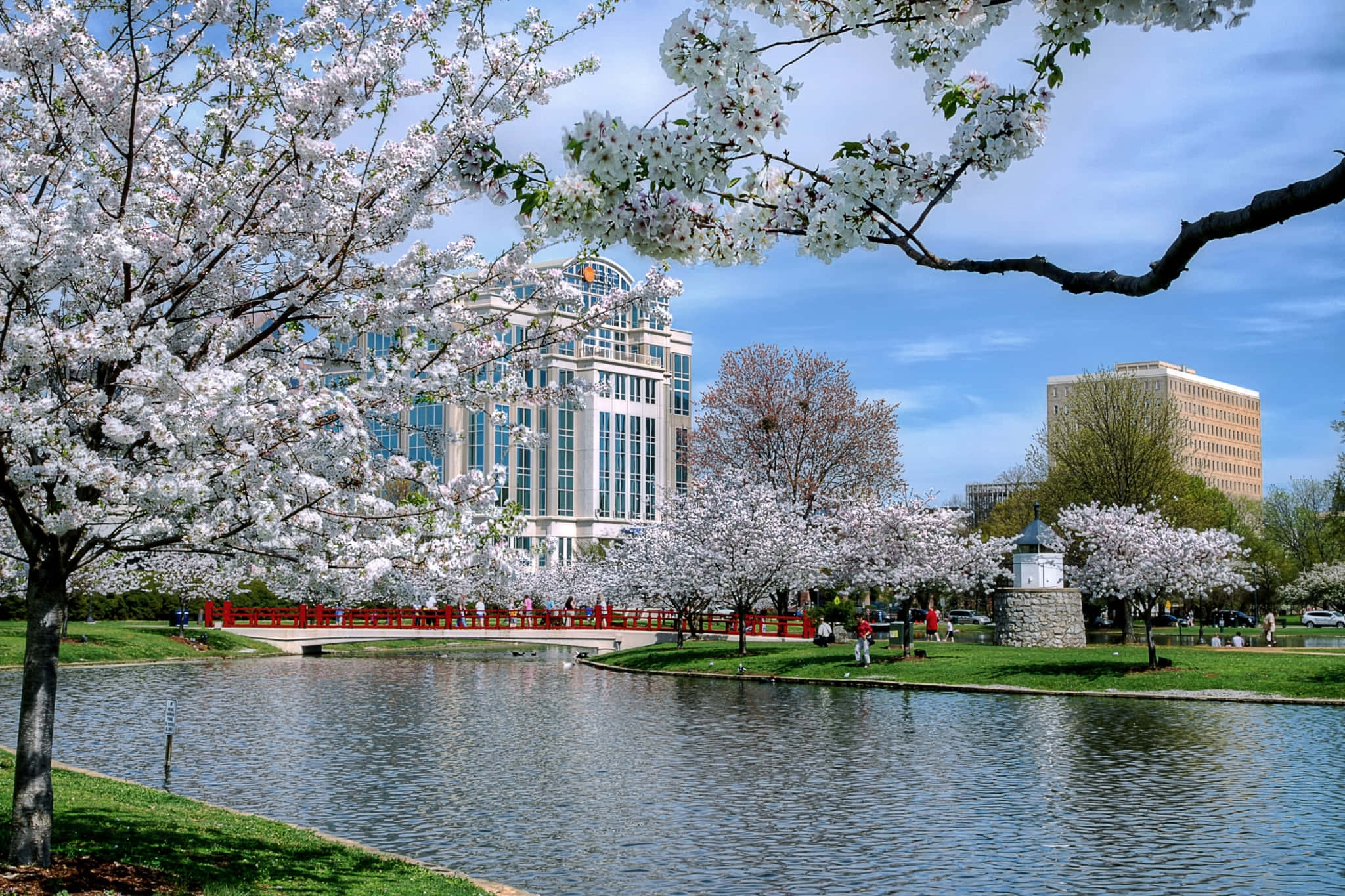 Spring Park 桌布 壁紙 — 盛開的櫻花樹襯托著一個寧靜的池塘，池塘上有紅橋和現代建築，在清澈的藍天下。