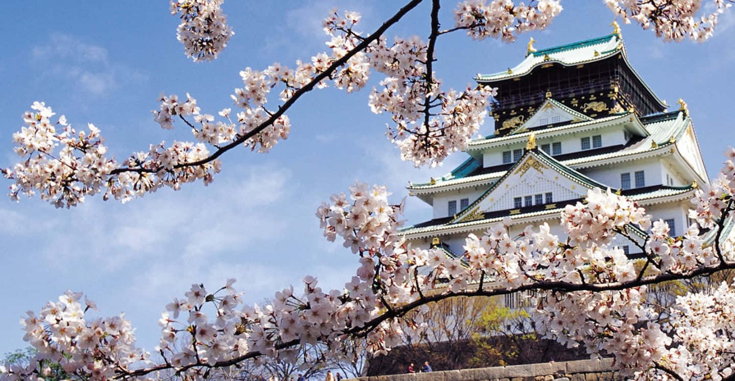 Feudal Japan 桌布 壁紙 — 盛開的櫻花襯托著一座雄偉的日本城堡，背景是清澈的藍天。