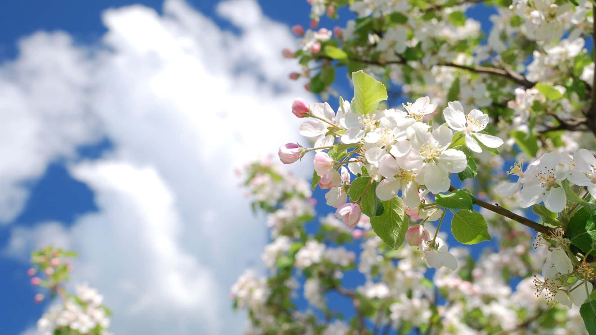 Spring Sky 桌布 壁紙 — 盛開的白色和粉紅色蘋果花，襯著綠葉，背景是明亮的藍天和蓬鬆的白雲。