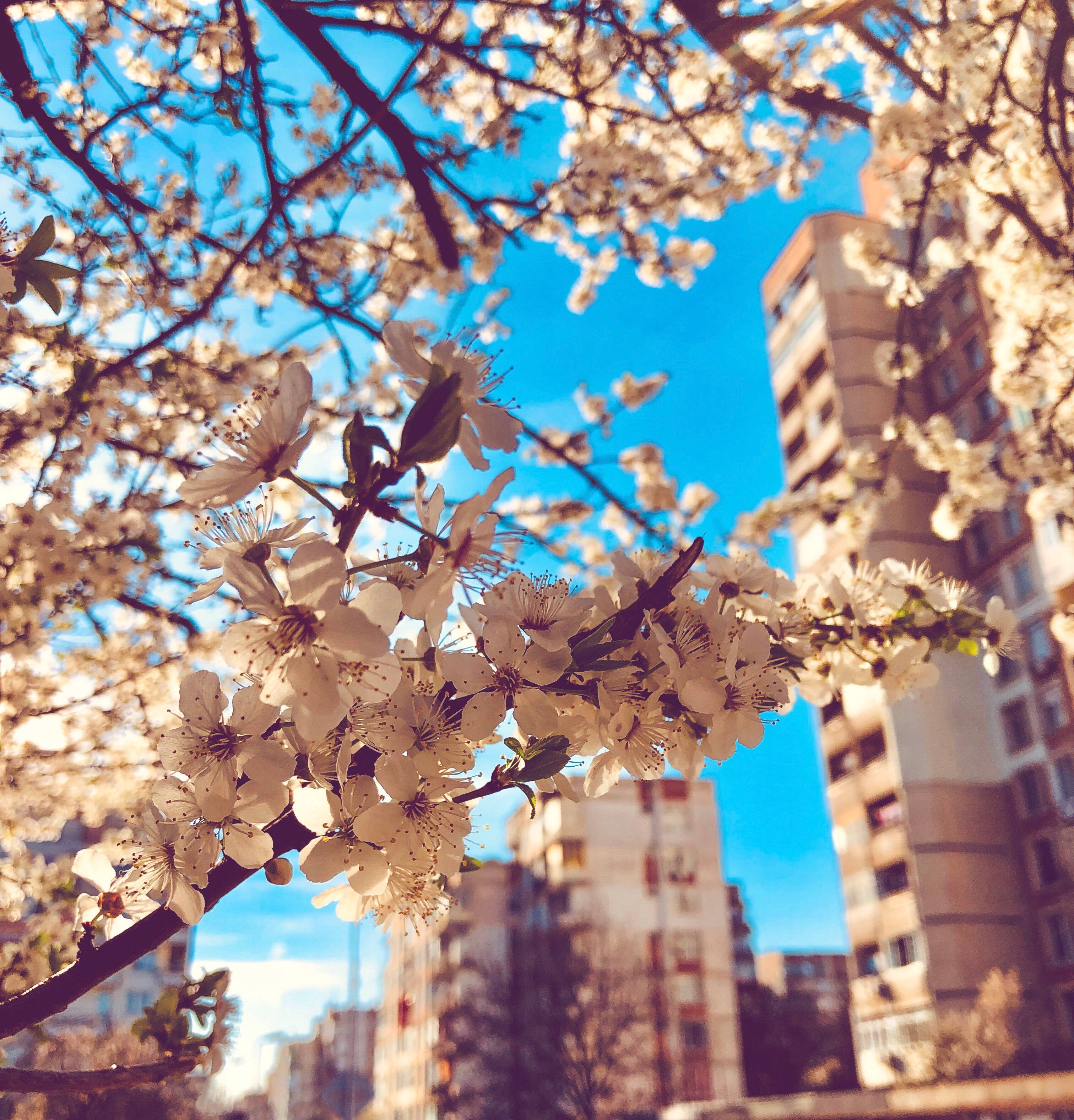 美學 桌布 壁紙 — 盛開的白色櫻花框住明亮的藍天，背景是城市公寓大樓。