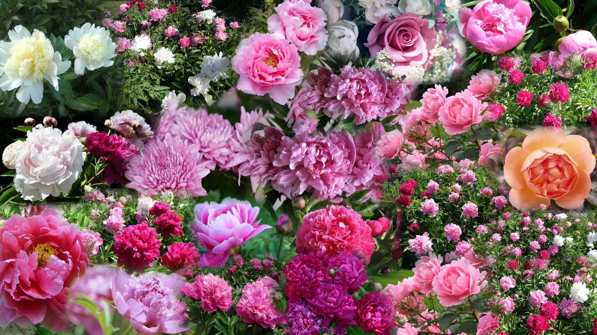 Peony 桌布 壁紙 — 盛開的粉紅色、白色和洋紅色牡丹、玫瑰和菊花與綠色葉子交織成的茂盛掛毯。