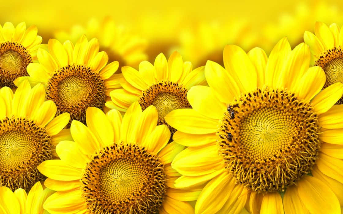 Sunflower Yellow 桌布 壁紙 — 盛開的鮮豔向日葵，擁有豐富的黃色花瓣和詳細的棕色花心，充滿了溫暖陽光的田野畫面。