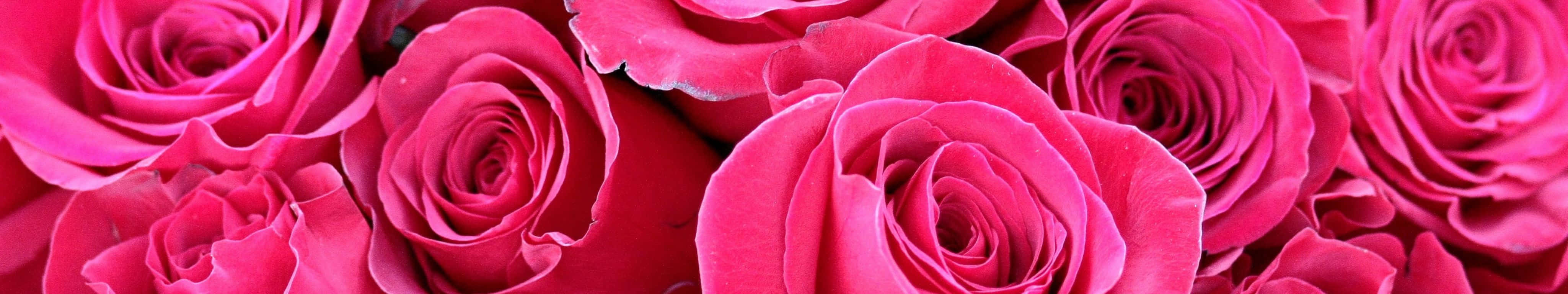 4098x768 桌布 壁紙 — 盛開的鮮豔粉紅玫瑰，花瓣層層疊疊，陰影柔和，營造出茂盛的花卉構圖。