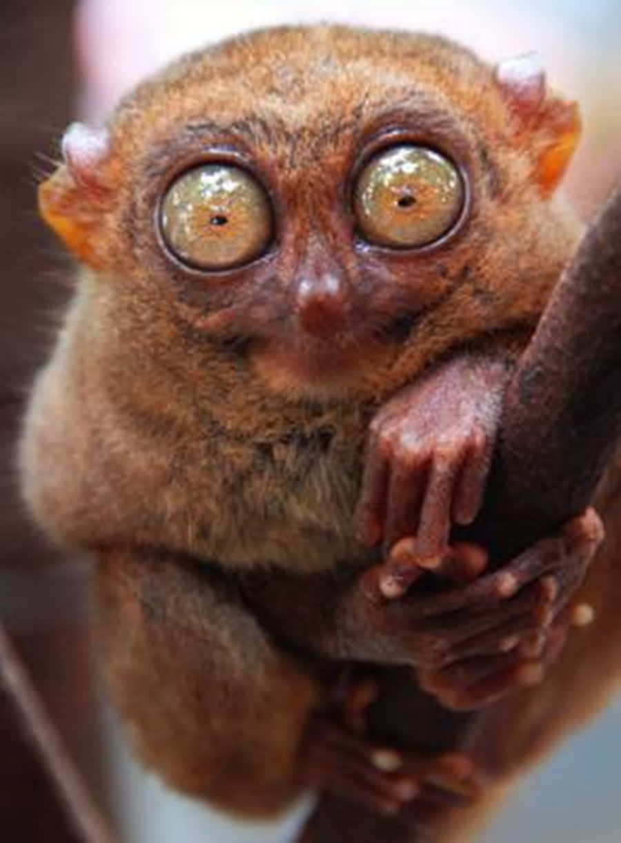Freaky 桌布 壁紙 — 眼鏡猴特寫，巨大金色眼睛緊抓樹枝，毛髮棕色，臉部細小。