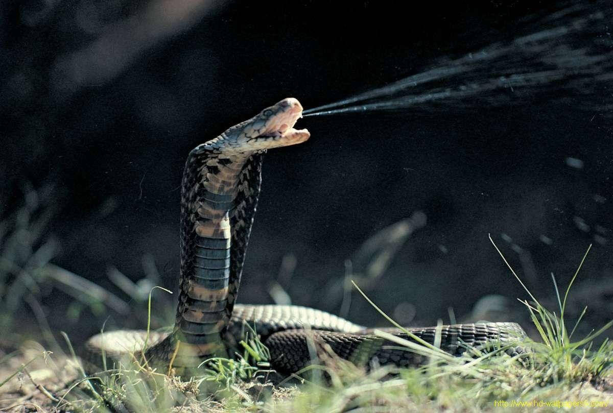 wildlife 桌布 壁紙 — 眼鏡蛇在陽光照耀的草地上，以帶毒的精準度攻擊，背景為黑暗。