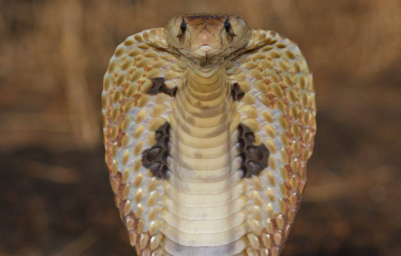 Cobra 桌布 壁紙 — 眼鏡蛇的特寫，其頭部擴張，眼睛直視前方，背景是模糊的土色調。